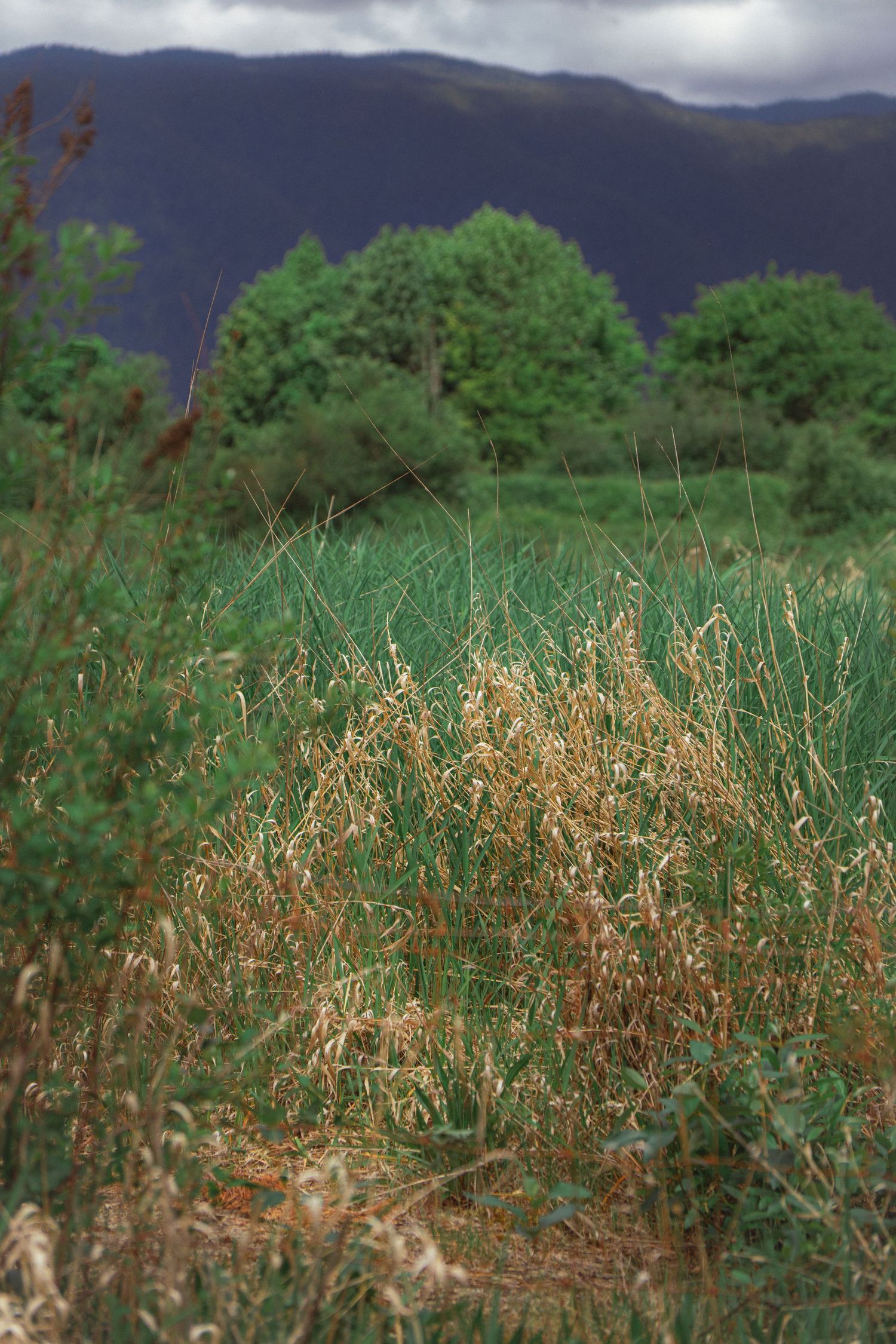 Golden dry grass in foreground with green trees and dark stormy mountains behind.