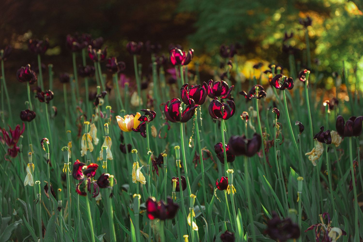 Dark red and burgundy tulips blooming in a lush green garden in soft light.