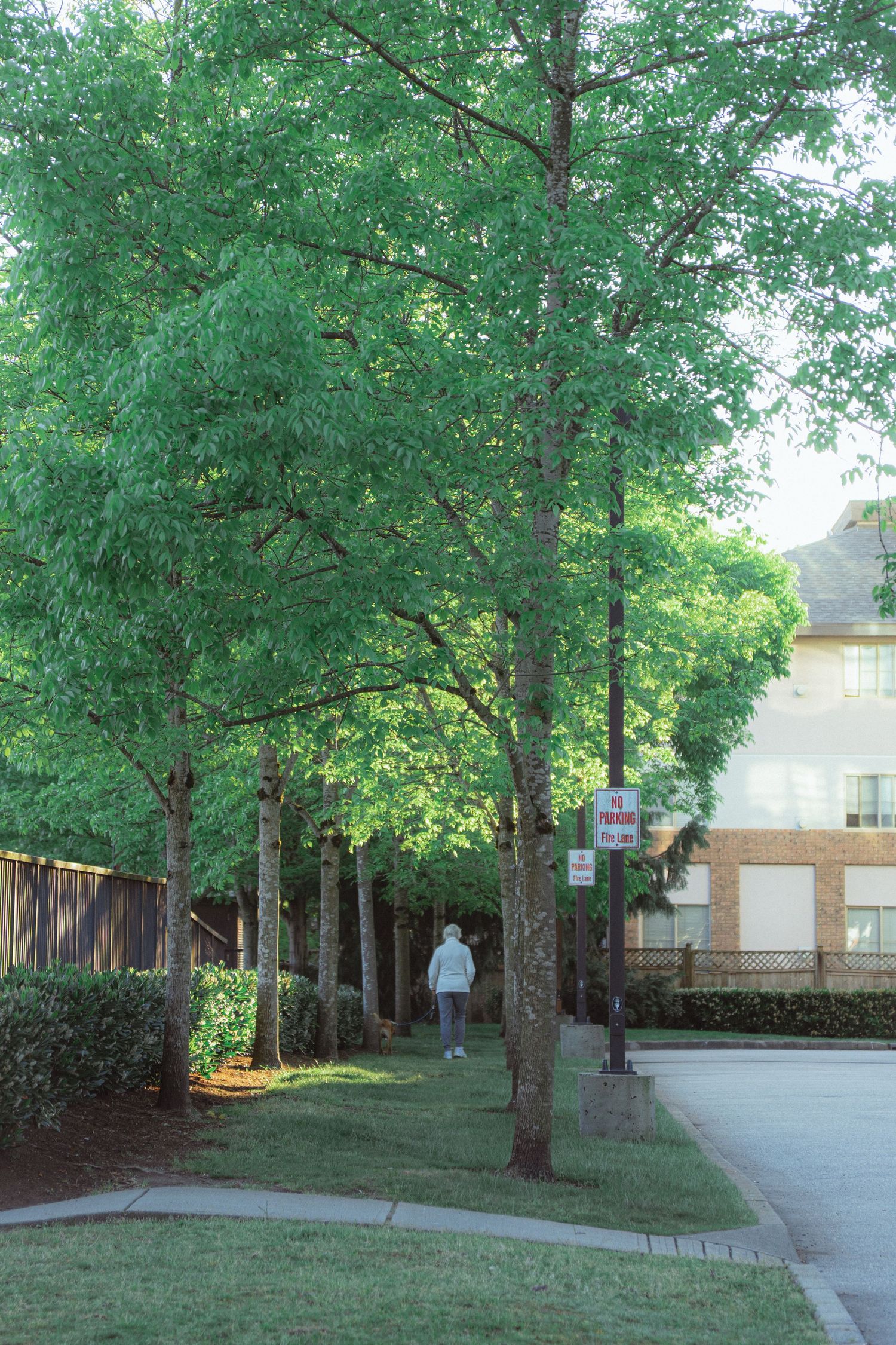 A person walks along a tree-lined suburban sidewalk near a brick building on a sunny day.