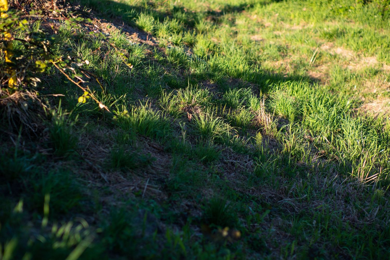 Green grass lawn with dramatic shadows cast by sunlight through surrounding trees and shrubs.