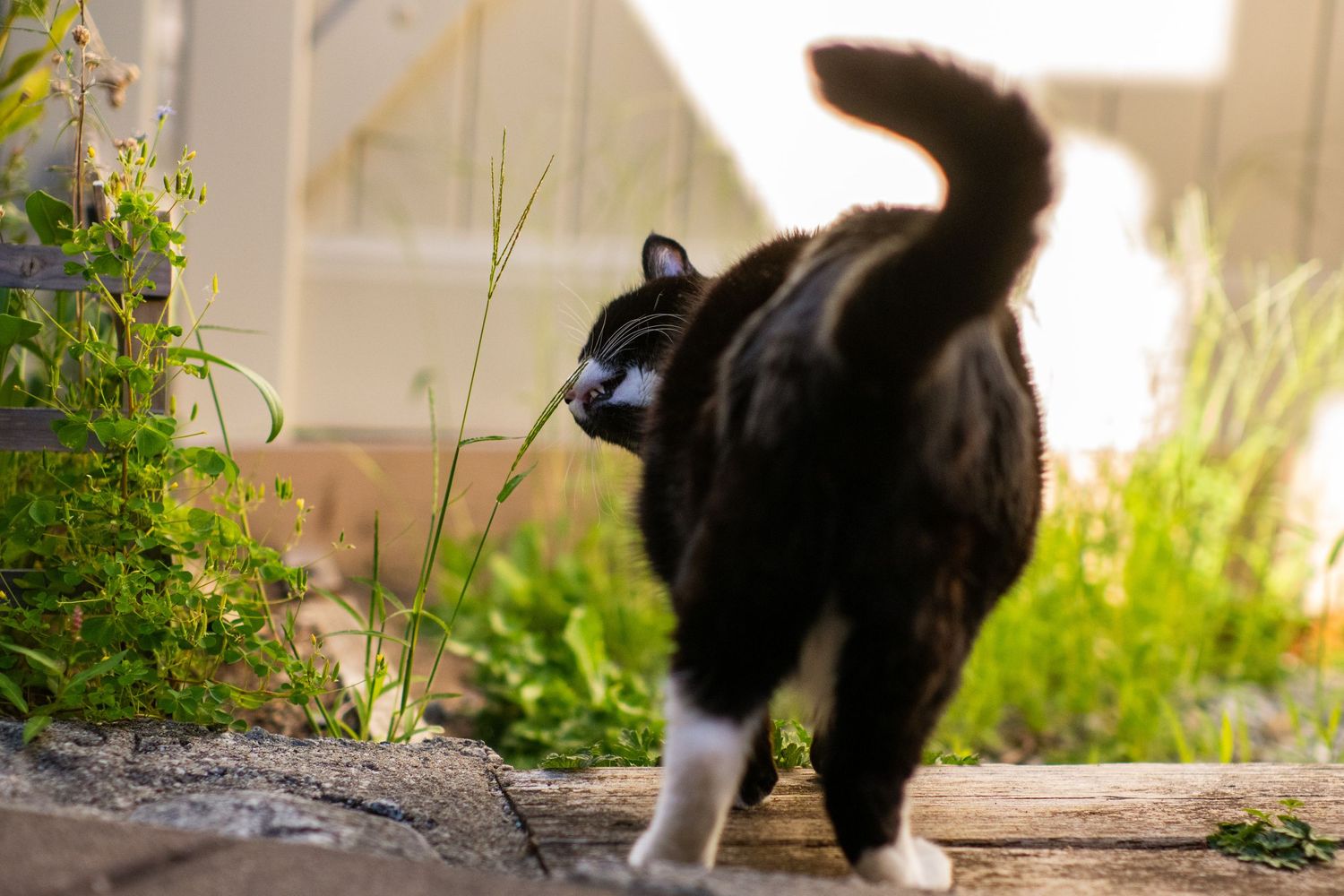A black and white tuxedo cat walks through a sunny garden with its tail raised high.