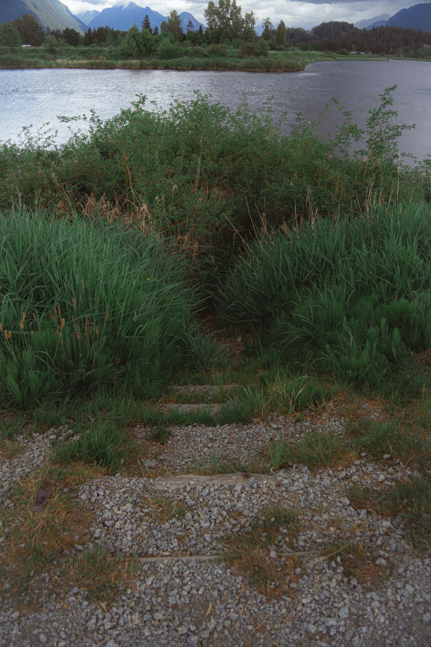 Gravel steps leading through tall green reeds toward a calm lake with mountain backdrop.