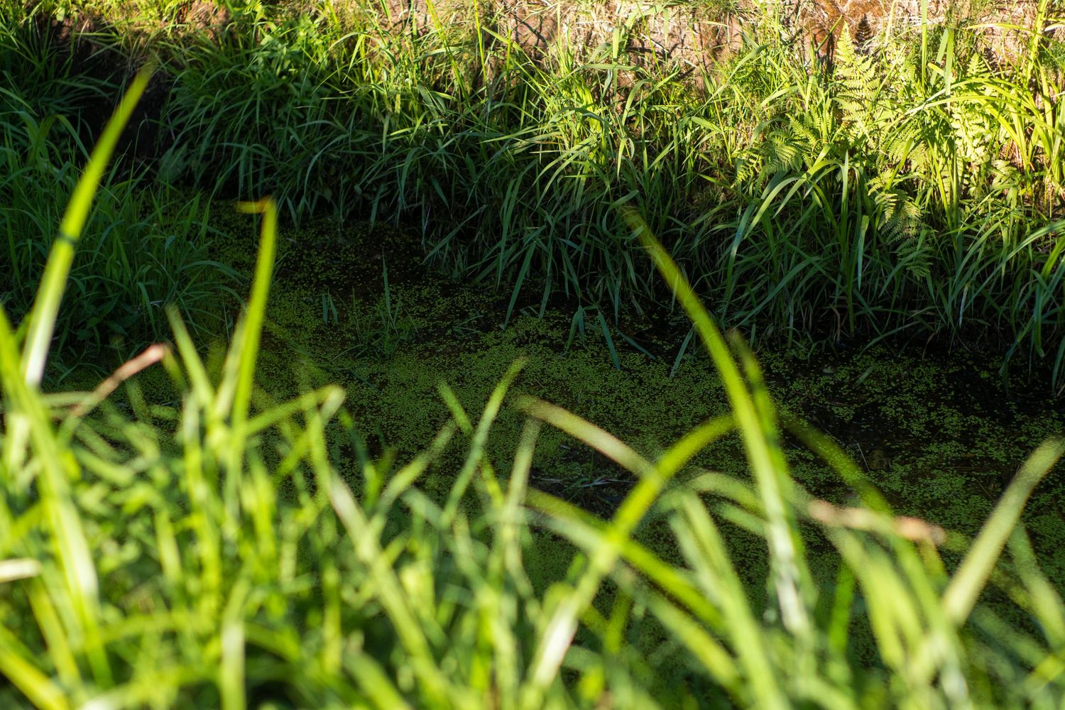 Lush green grass and tall reeds bathed in golden sunlight in a natural meadow setting.