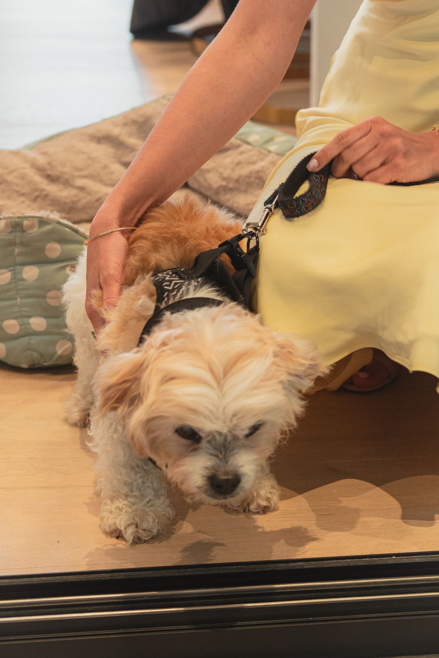 Small fluffy white dog on leash being petted by person in yellow dress indoors.