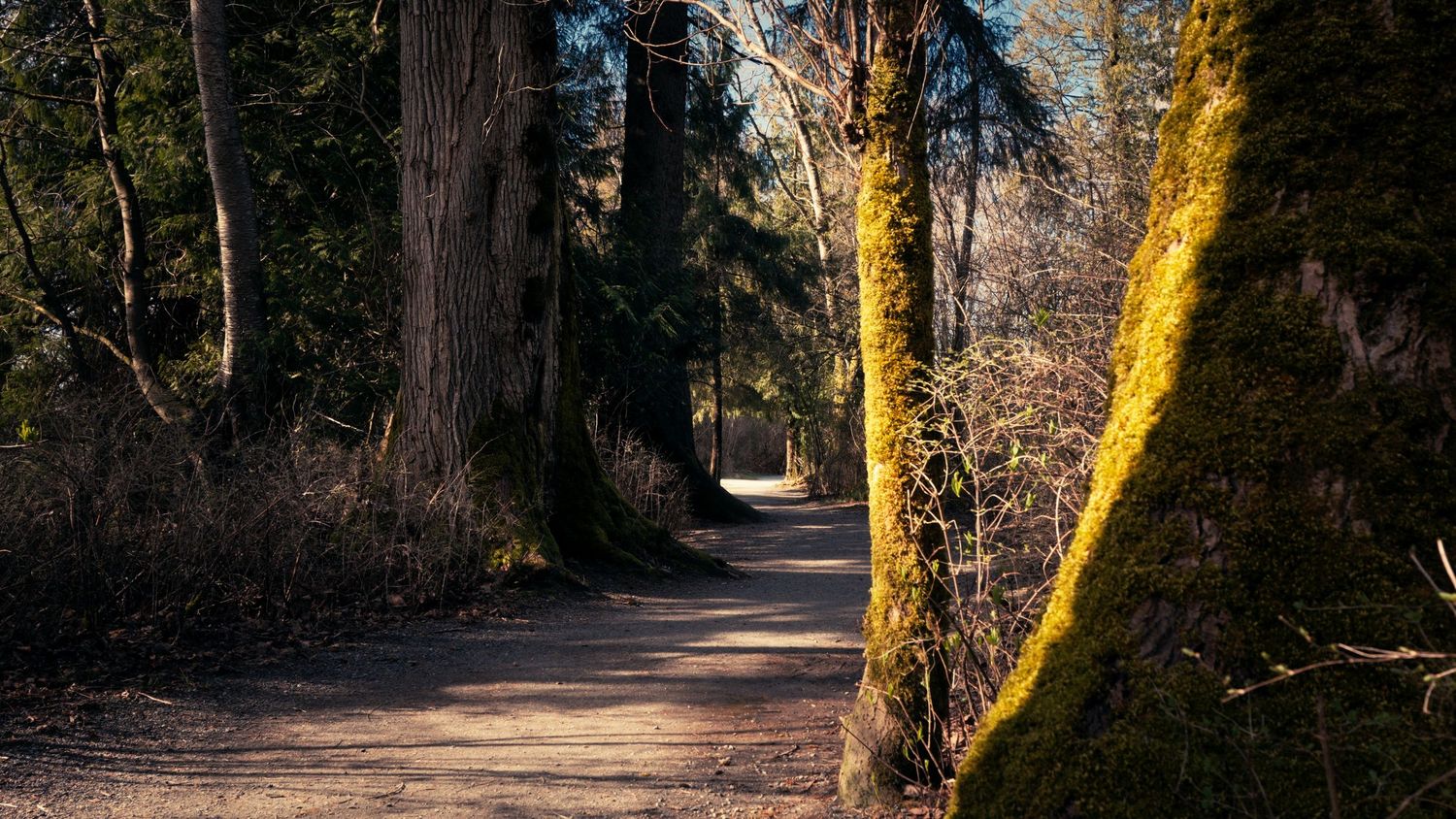Sunlit forest path flanked by large trees with moss-covered bark in a serene woodland.