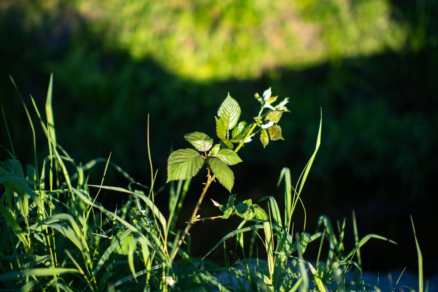 Young green plant with broad leaves growing among wild grass in bright morning sunlight.