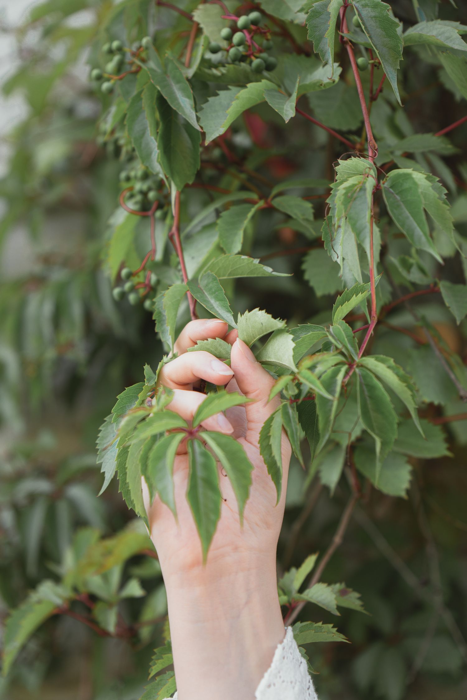 Close-up of a hand grasping green Virginia creeper leaves with red berries in natural setting.