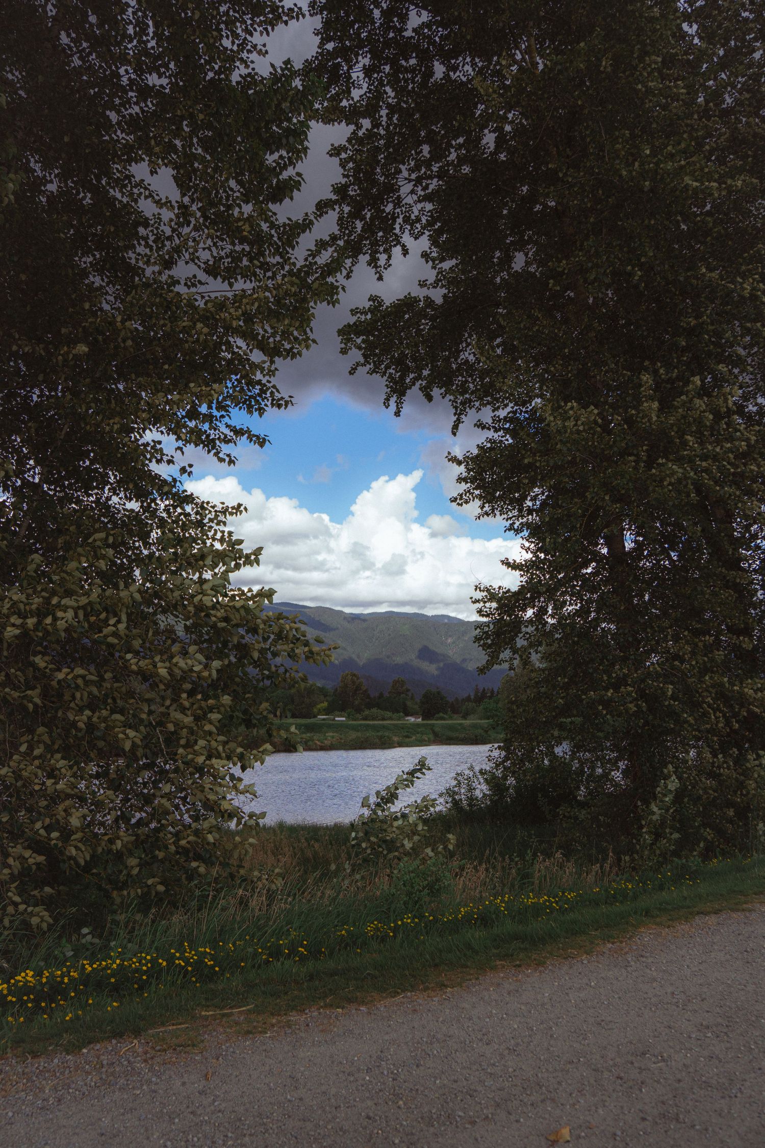 Scenic lake and mountain view framed by two large trees along a gravel pathway.