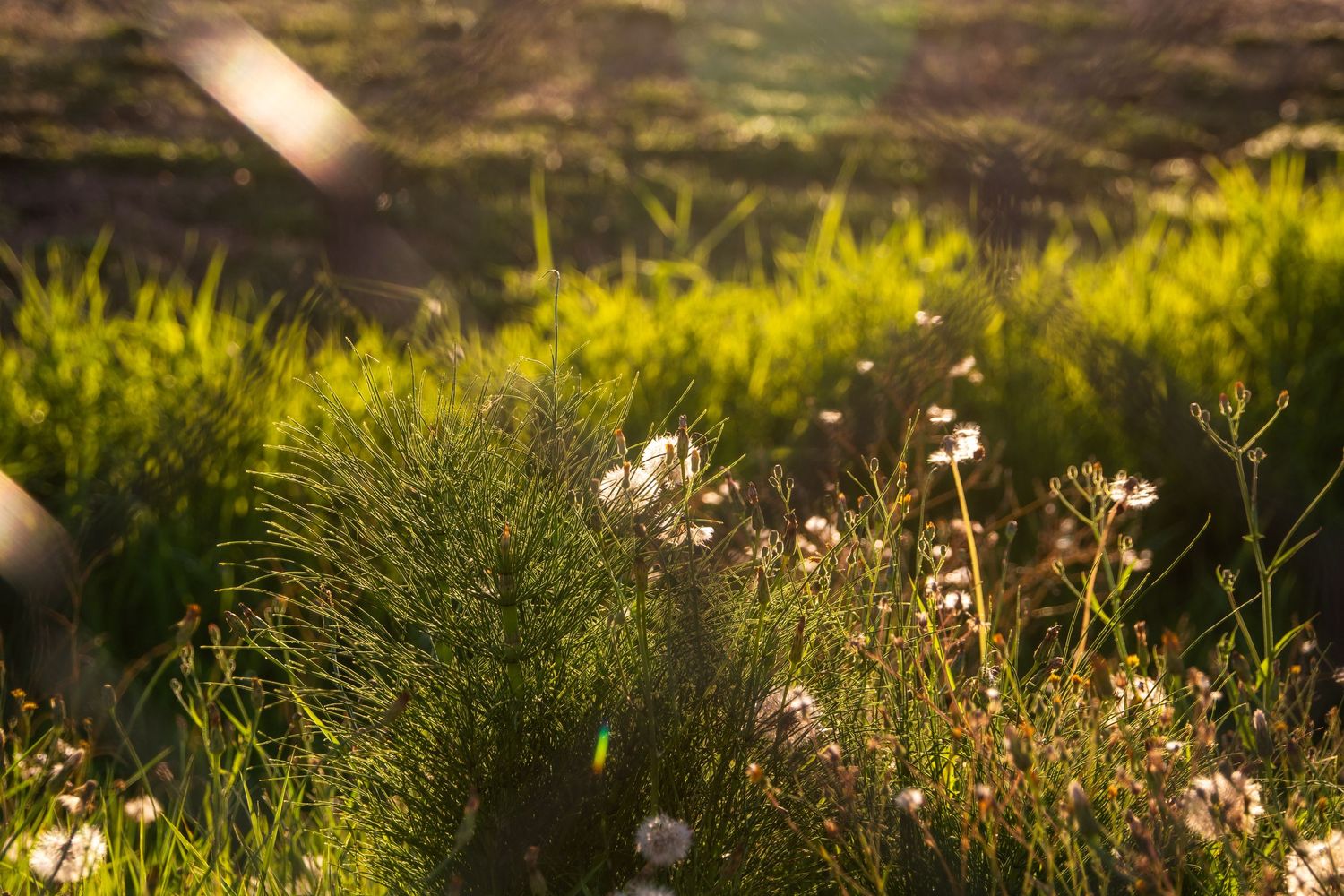 Sunlit wildflowers and lush green grass glow warmly in a meadow during golden hour.