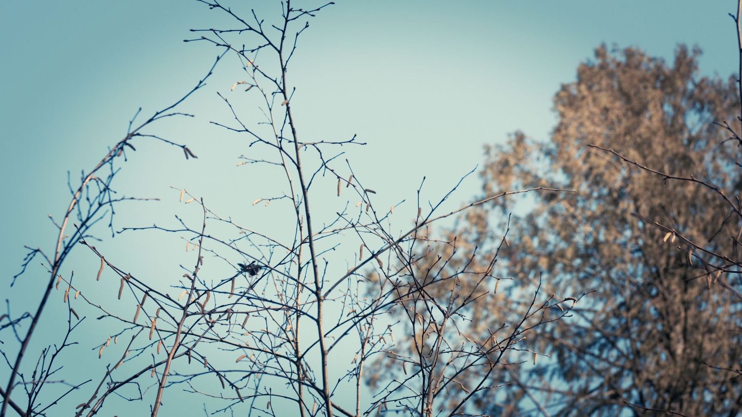 Bare tree branches silhouetted against a pale blue sky with a small bird perched on a twig.