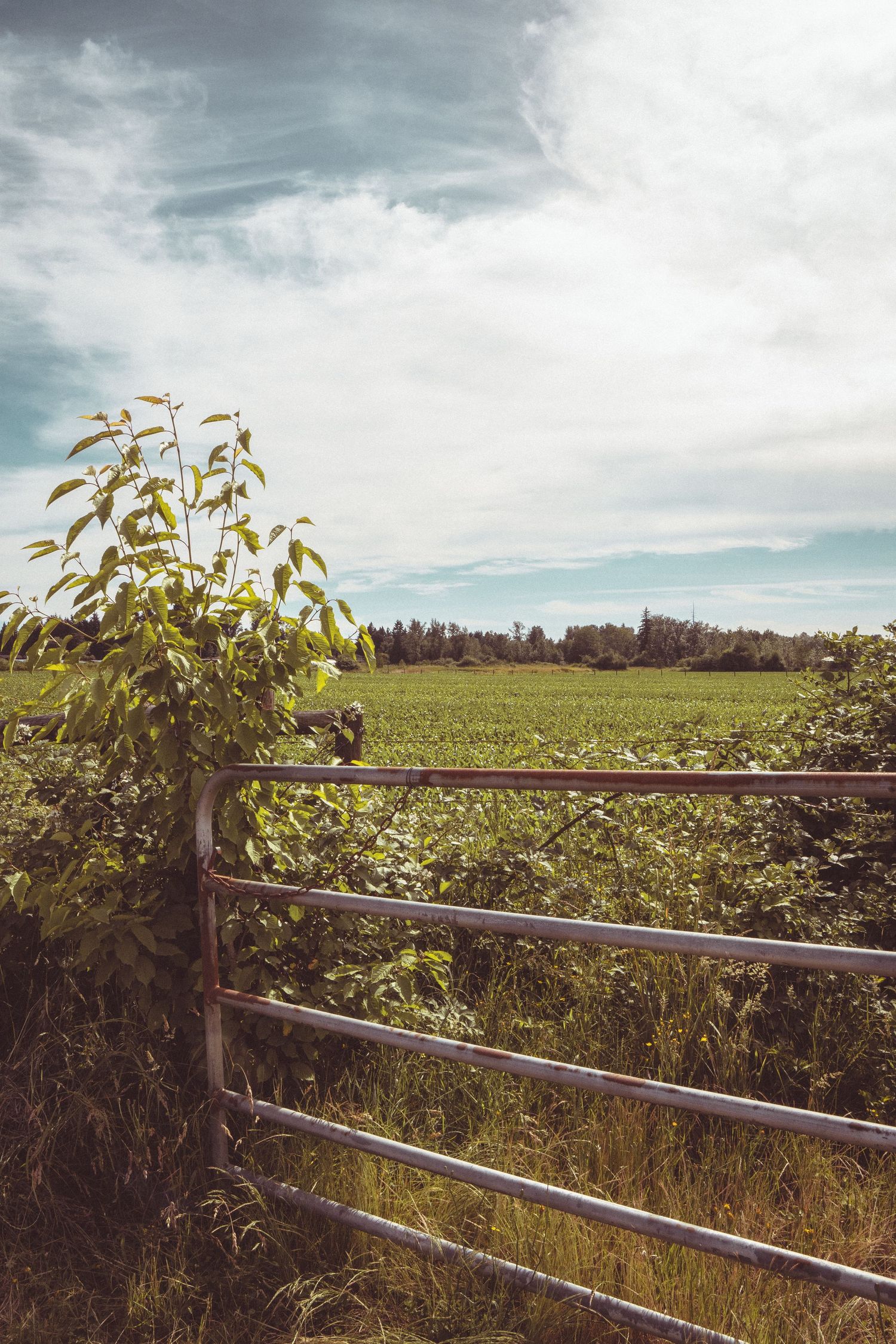 Rusty metal farm gate surrounded by overgrown vegetation beside green crop field under cloudy sky.