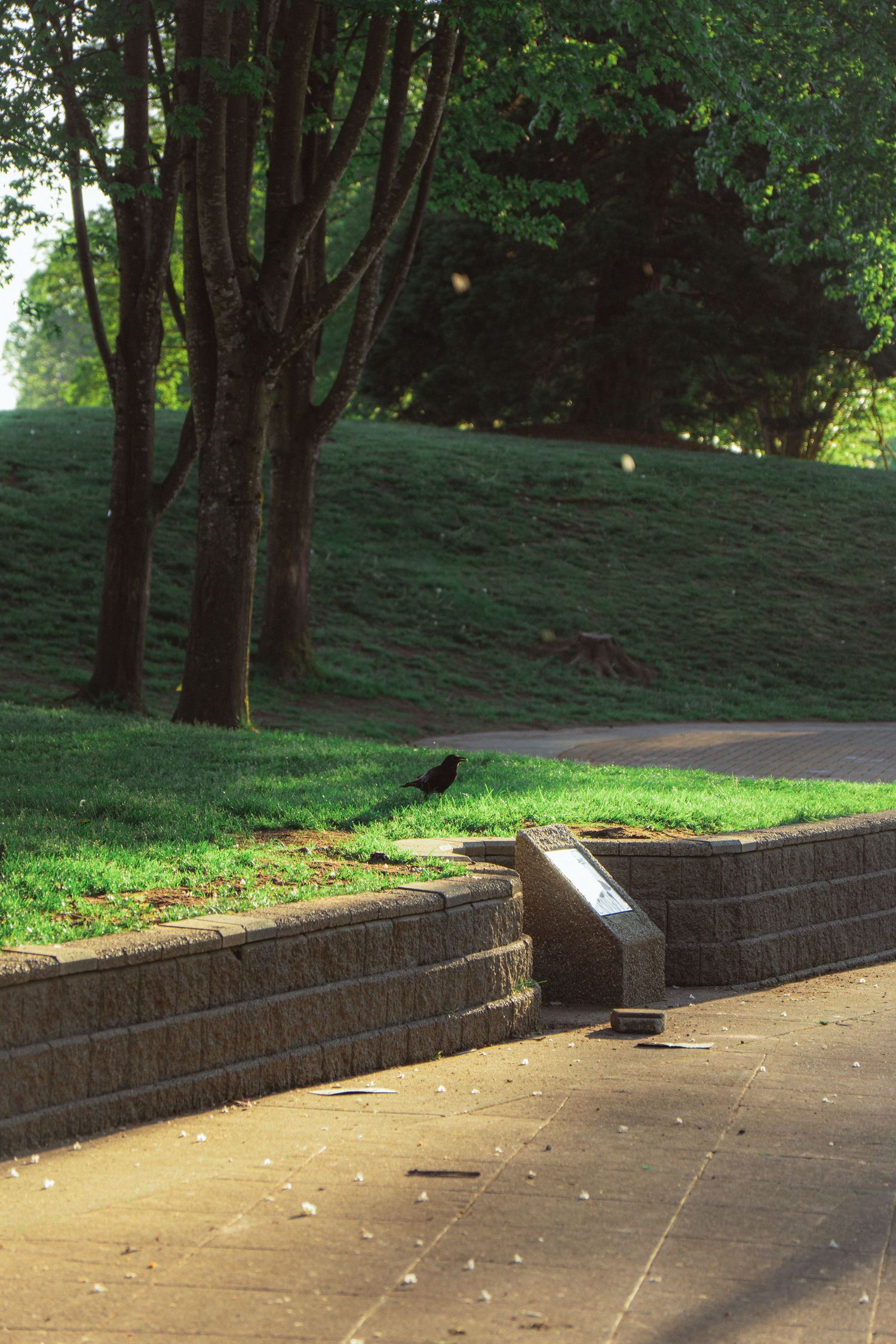 A bird perches near a stone retaining wall in a sunny green park with tall trees.