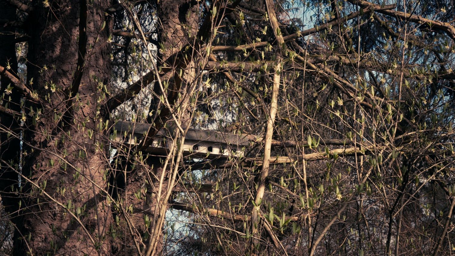 Wooden bench partially hidden by budding branches in a spring forest.