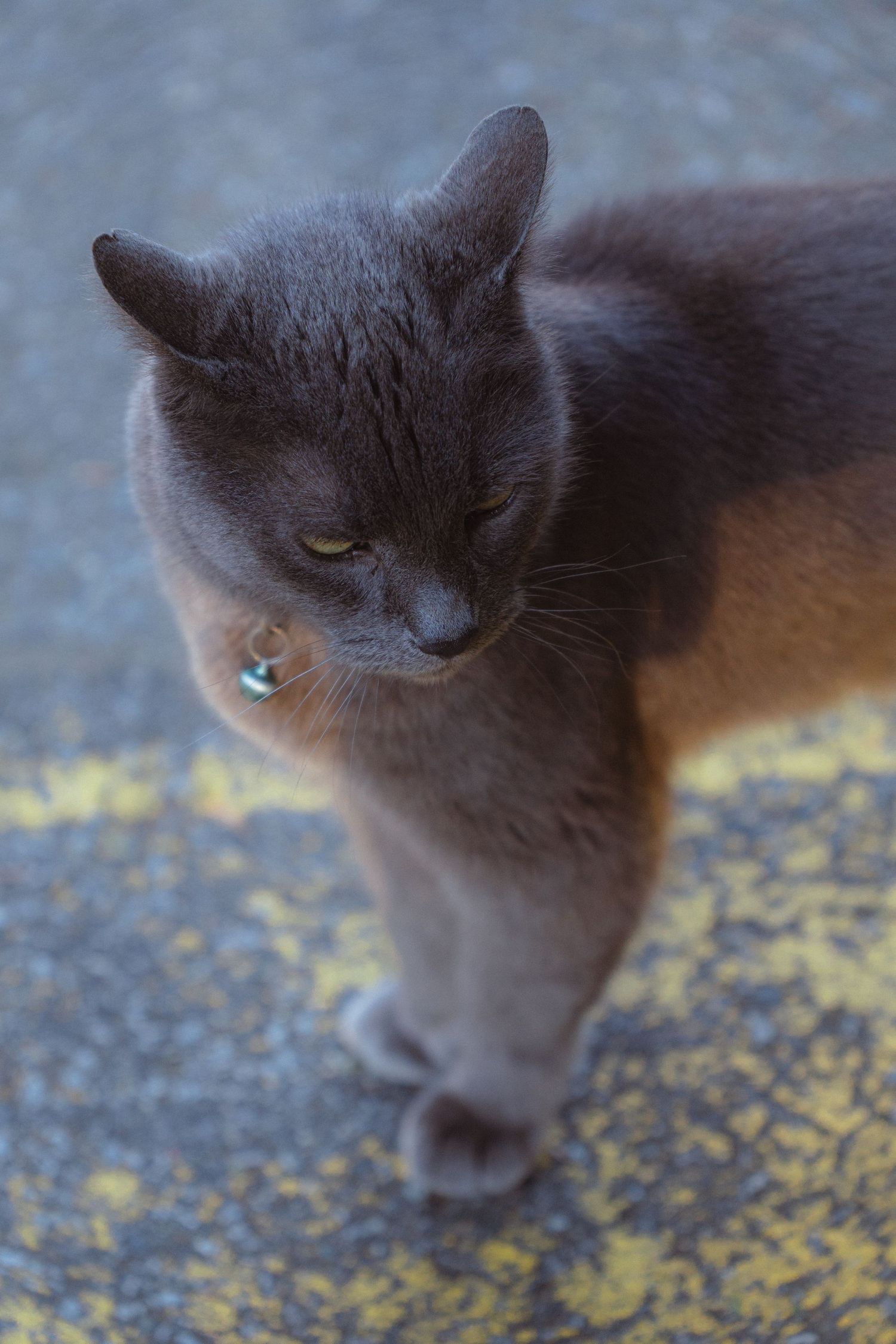 Close-up of a gray cat with yellow eyes walking on asphalt with yellow markings.