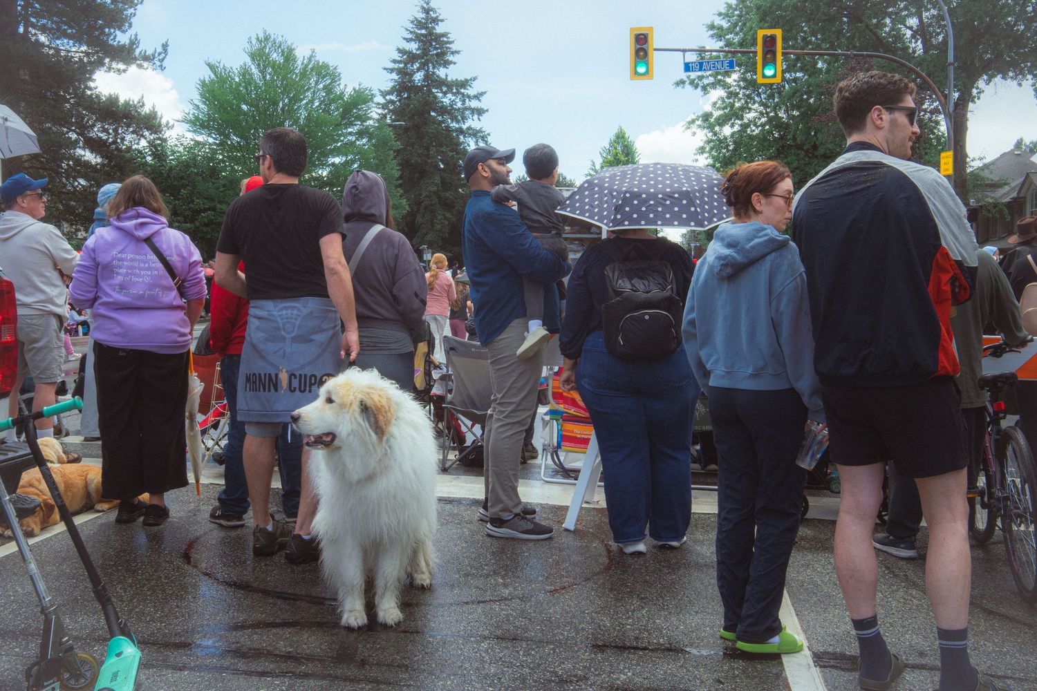 Crowd of people with umbrellas watching parade alongside large white fluffy dog on leash.