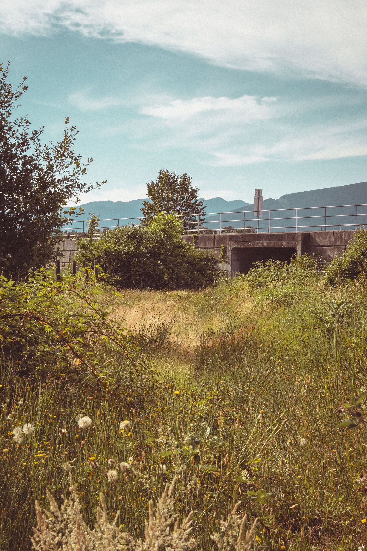 Overgrown field with wildflowers and tall grass in front of a concrete bridge structure with mountains in the background.