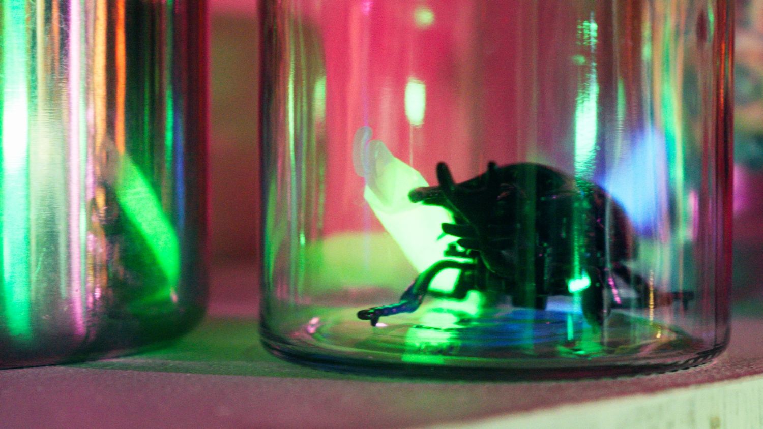 Beetle insect specimen displayed inside a glass jar with colorful lighting.