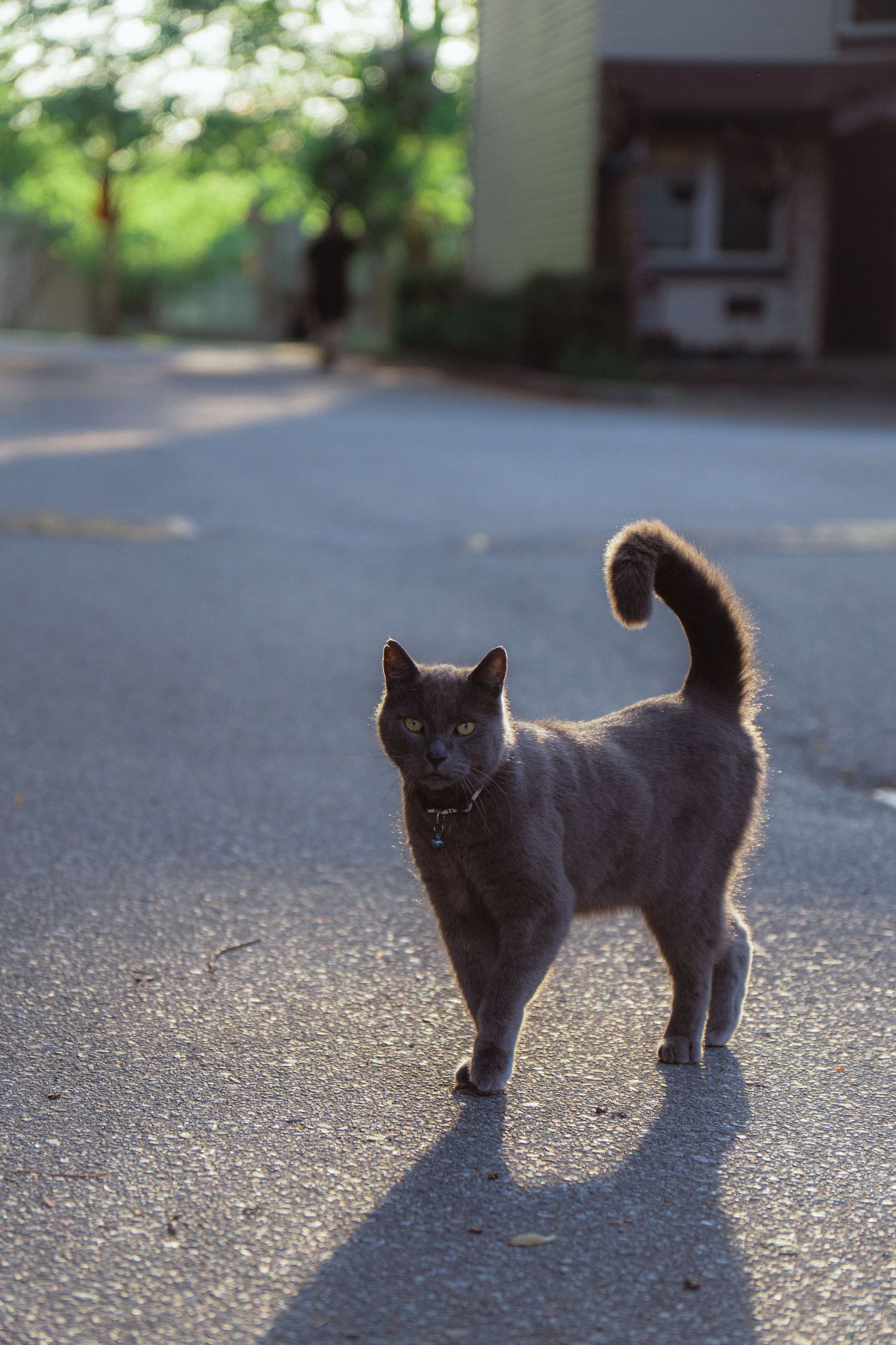Gray cat standing on a sunlit street with tail raised, facing the camera.