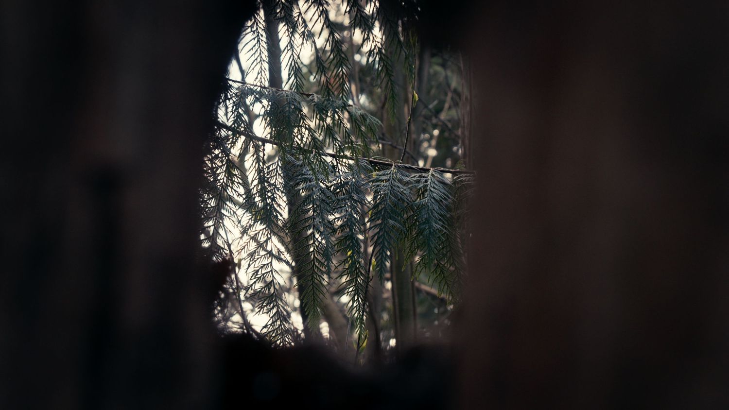 View through dark wooden slats revealing green palm tree fronds illuminated by soft natural light.