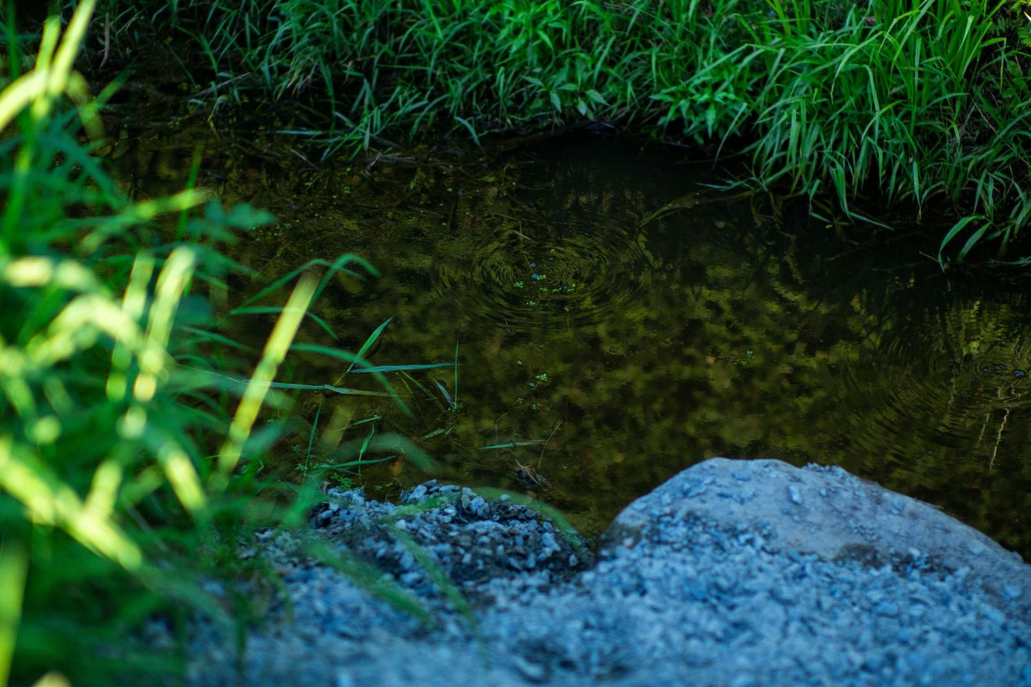 Clear shallow stream with a large rock surrounded by lush green grass in dappled shade.