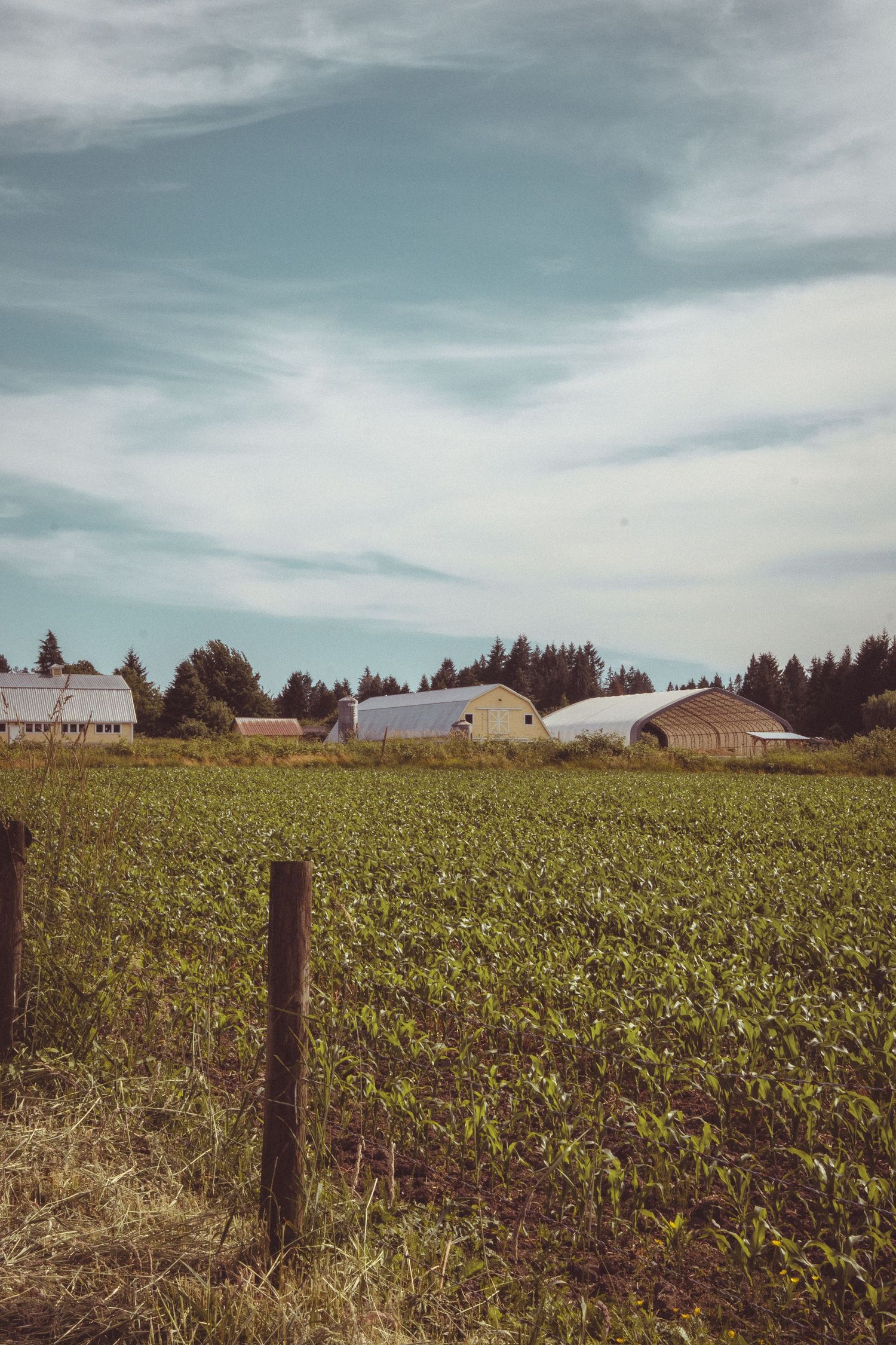 Green crop field with wooden fence post, farm buildings and evergreen trees under a partly cloudy sky.
