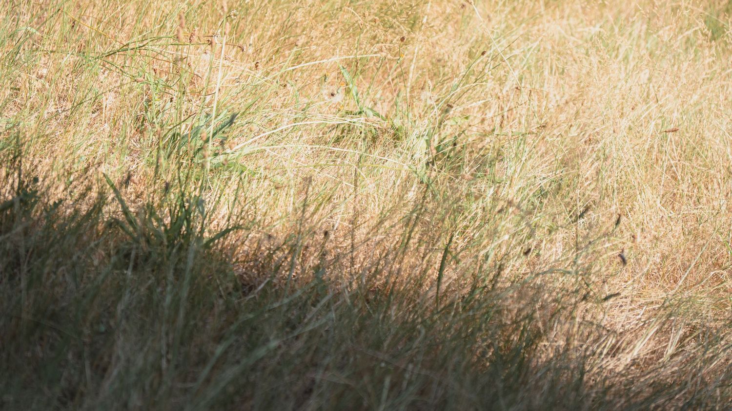 Close-up of dry golden grass field with wild green plants growing in a sunlit natural meadow landscape.