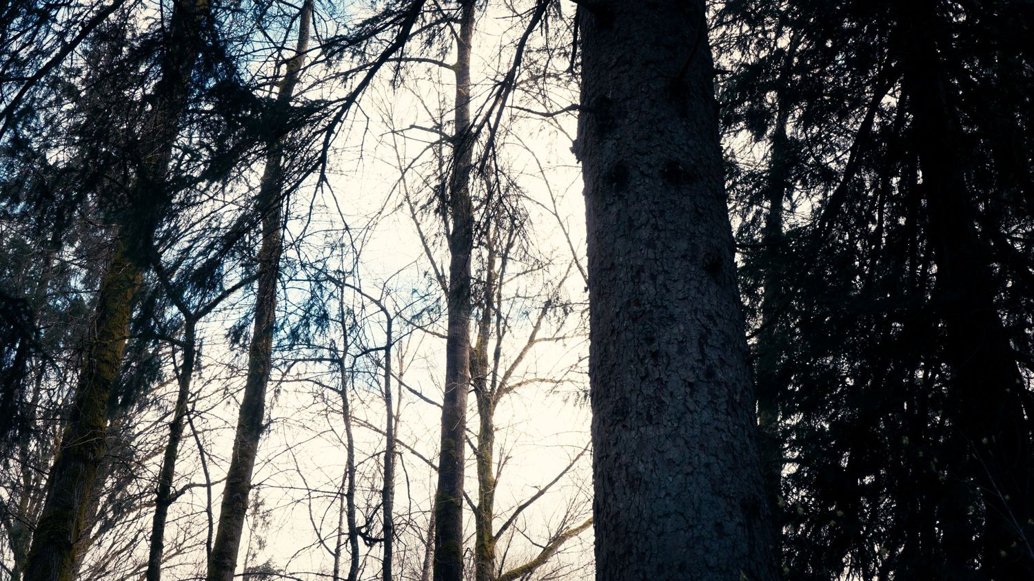 Looking up at tall trees against a bright sky in a dense forest.