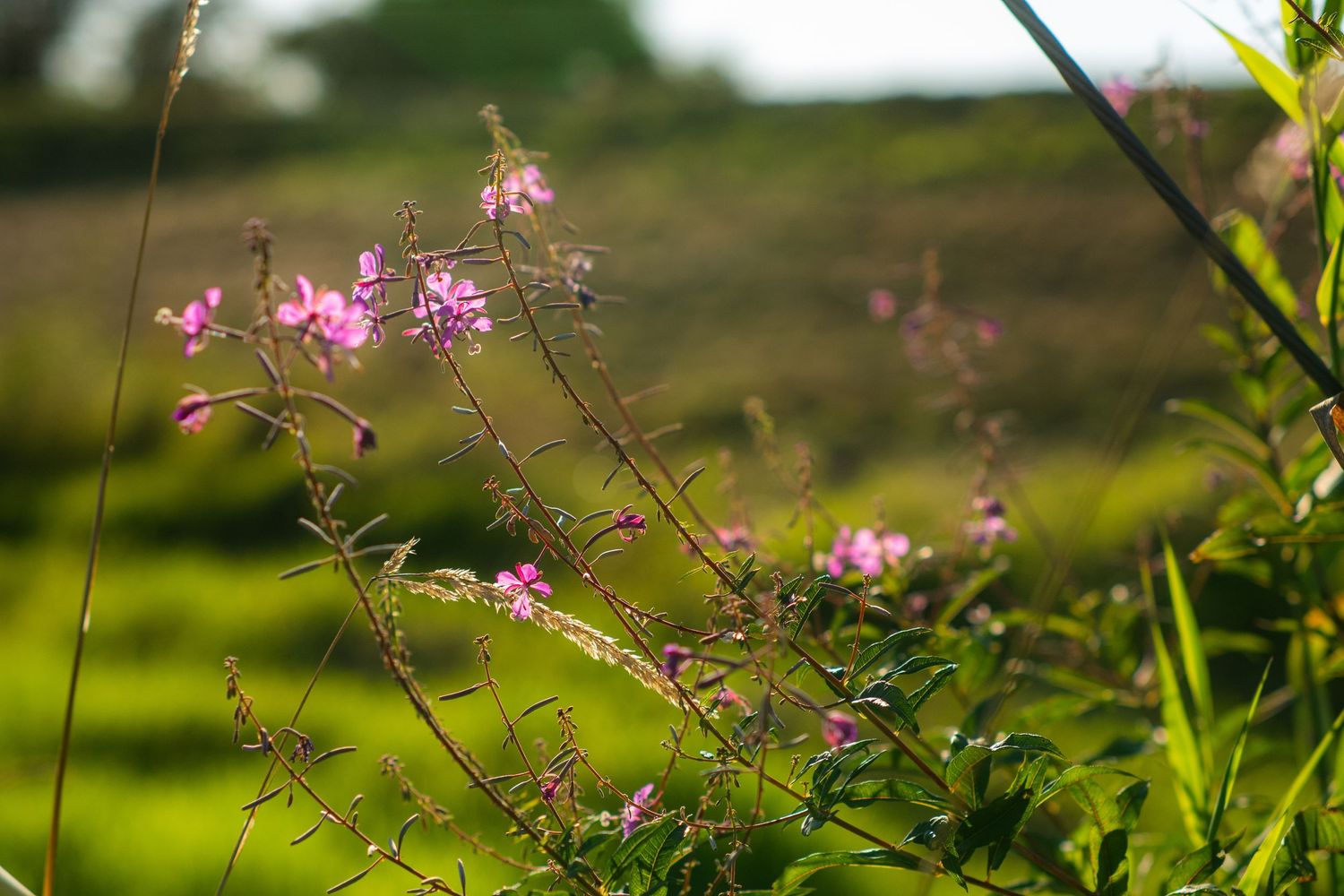 Delicate pink wildflowers blooming on slender stems in a sunlit green meadow landscape.