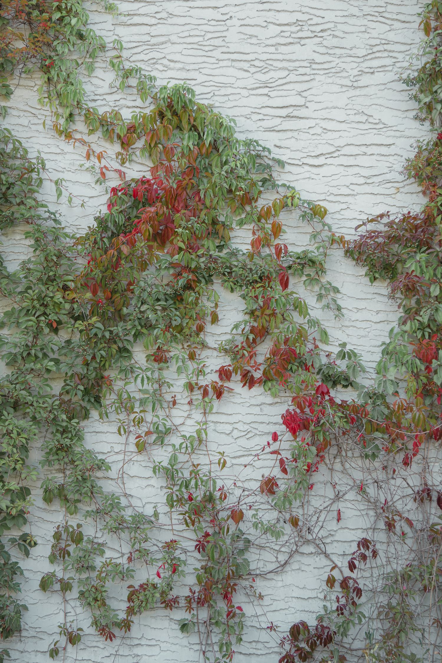 White textured wall covered with sprawling green and red Virginia creeper vines in autumn.