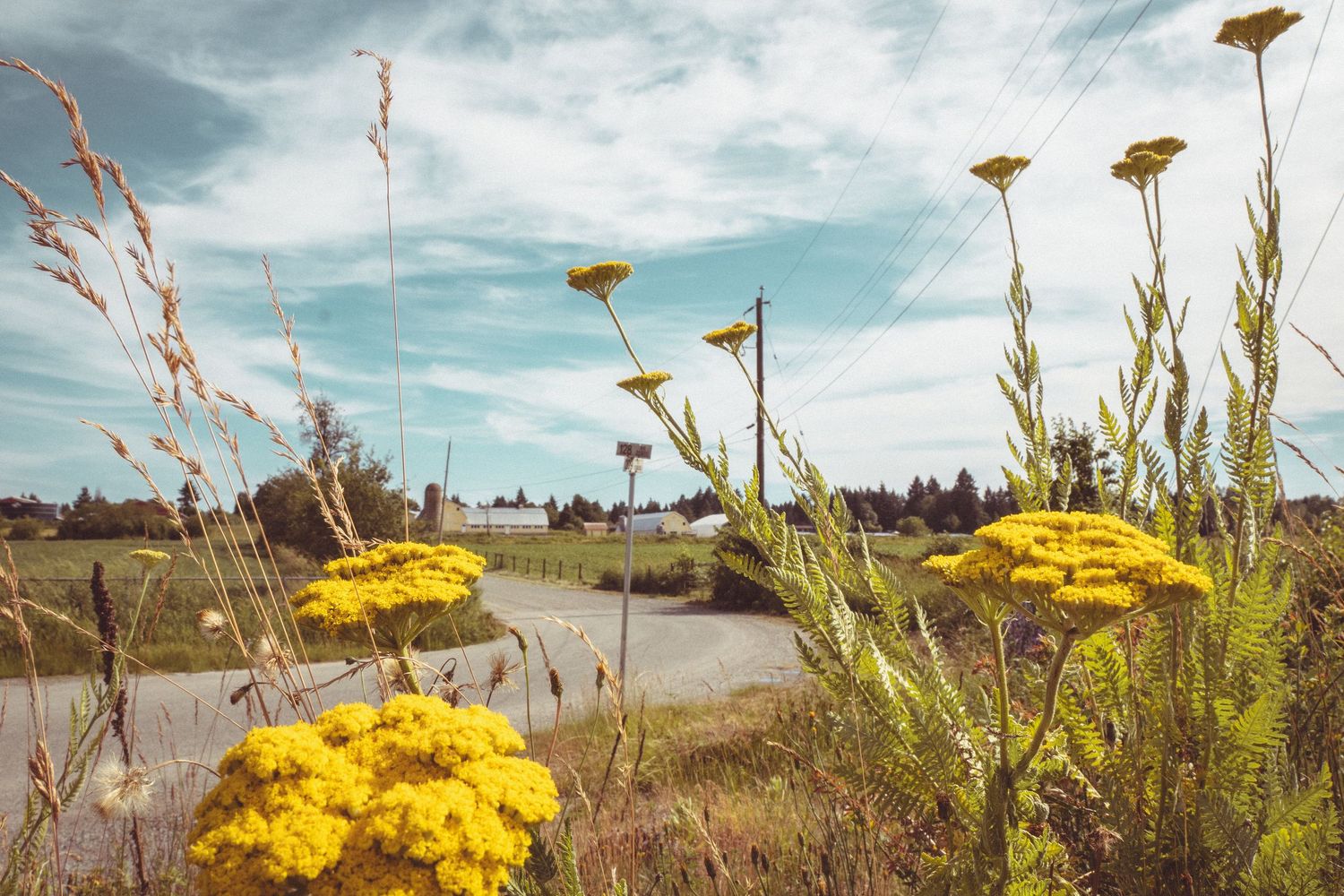 Bright yellow yarrow wildflowers blooming along rural road under partly cloudy blue sky.