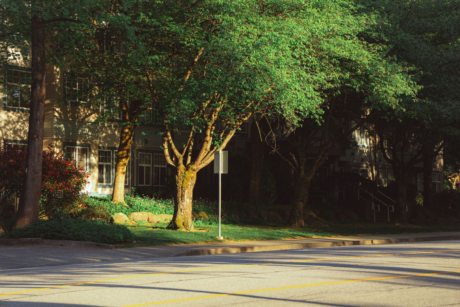 Sunlit urban street corner with large green trees casting shadows on the road.