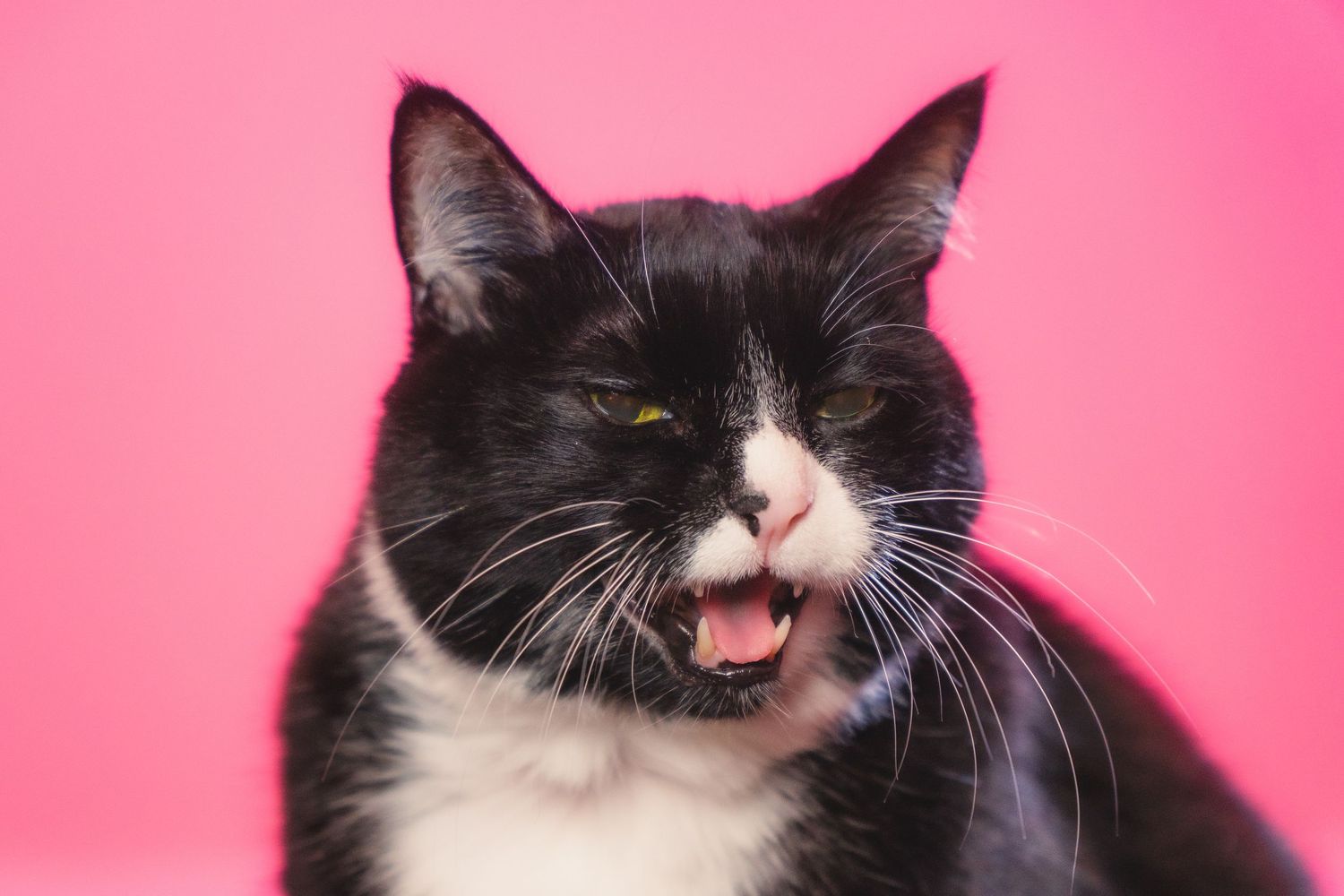 A black and white tuxedo cat with mouth open against a vibrant pink background.