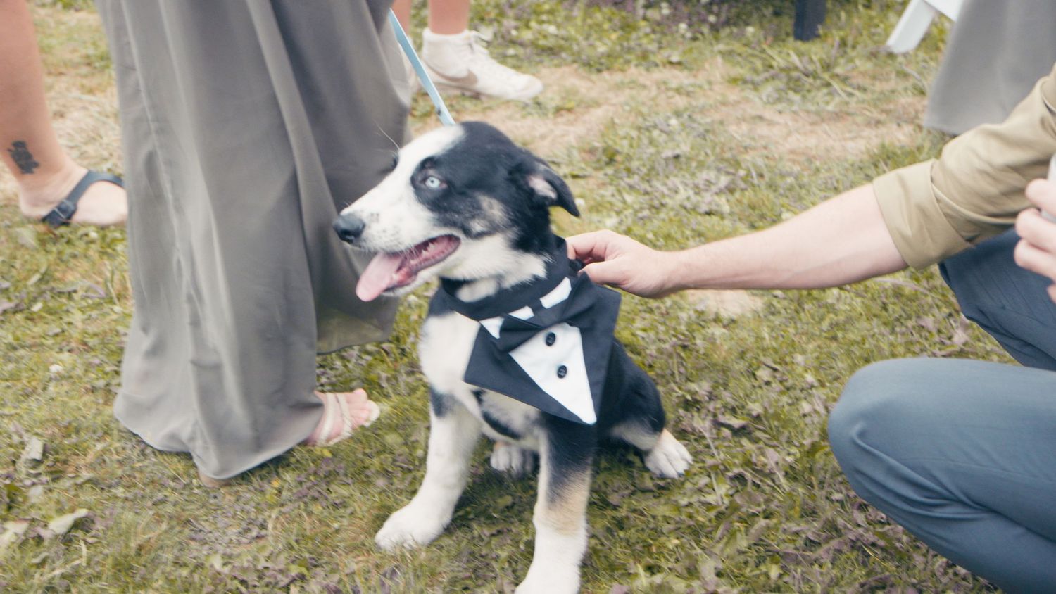 Adorable black and white dog wearing a tuxedo bandana at an outdoor wedding ceremony.