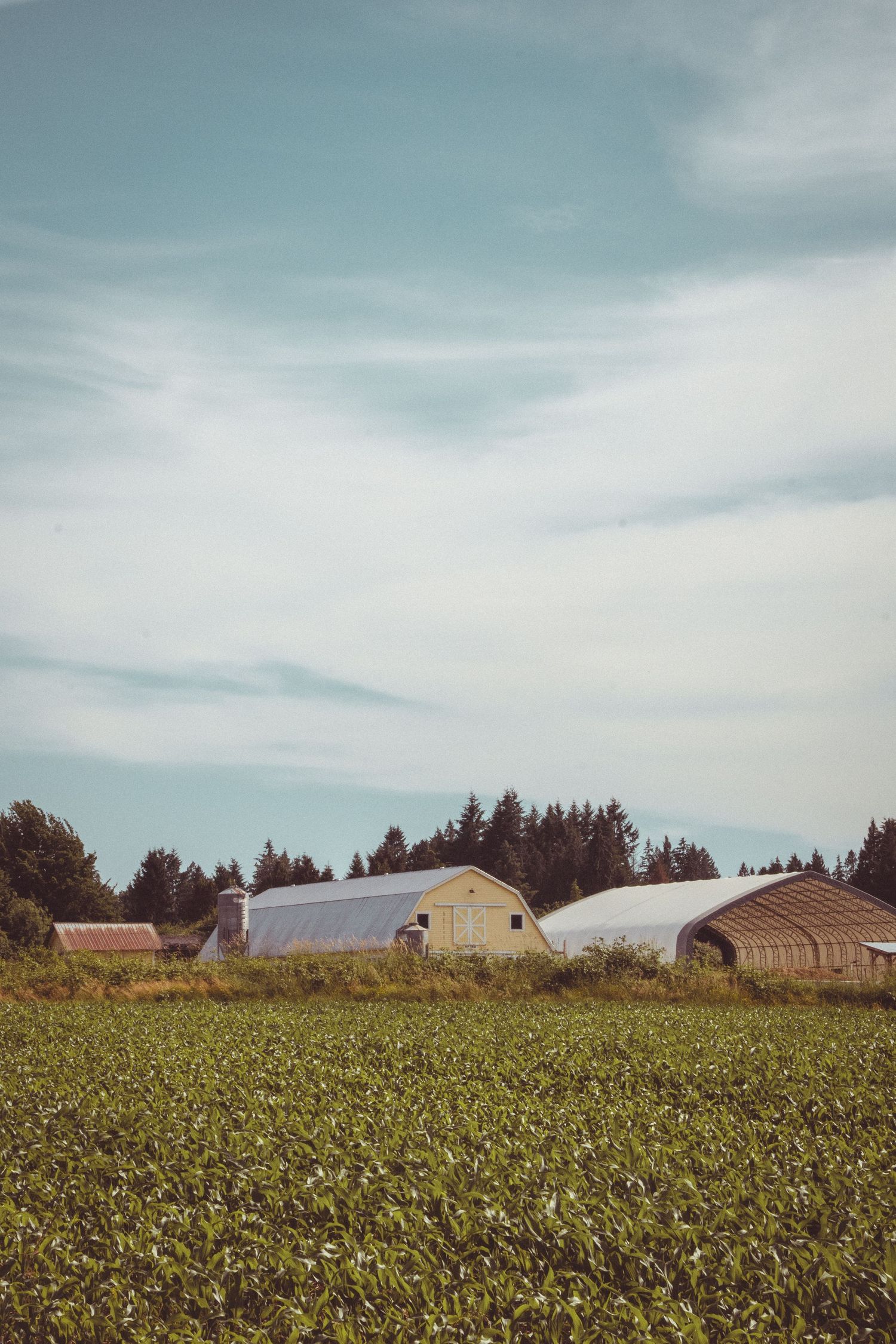 Rural farm with green crop fields, barns, greenhouse structures and evergreen trees under a blue sky.