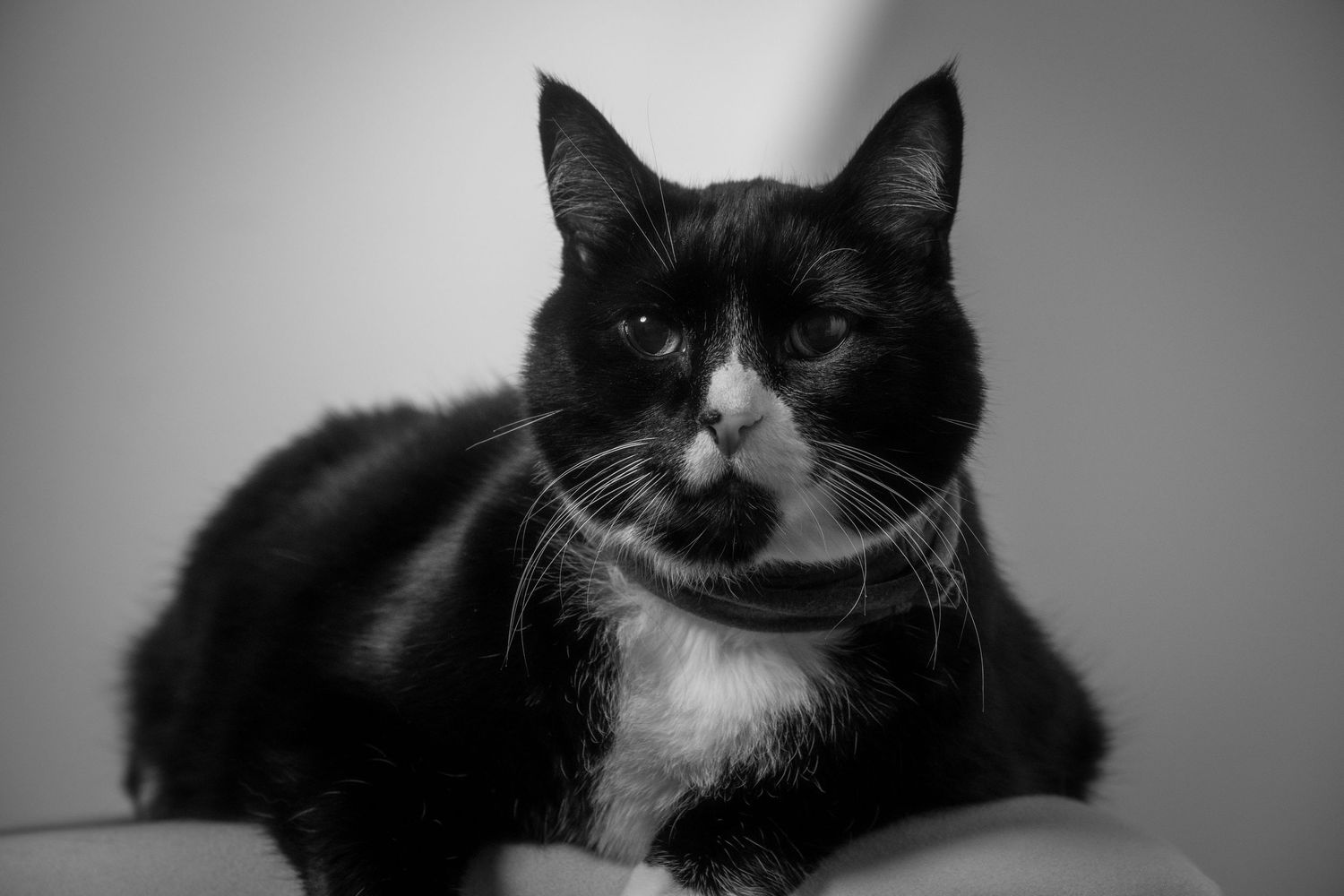 A black and white tuxedo cat poses in a classic black and white portrait photo.