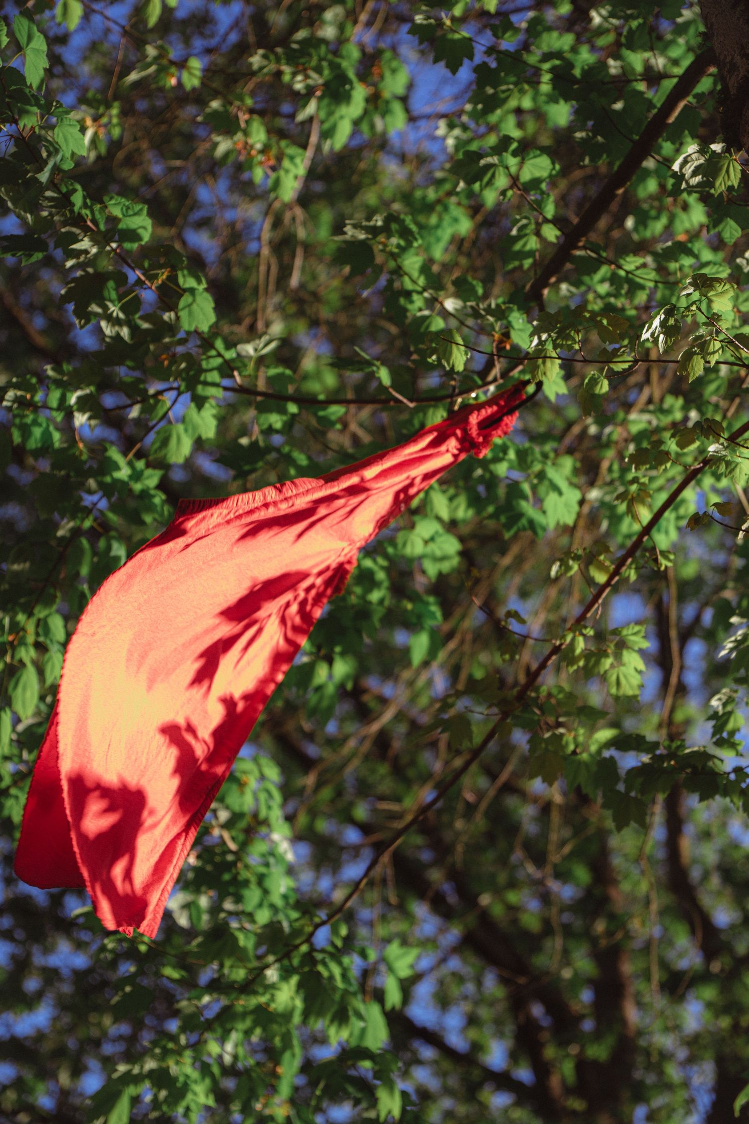 Bright red garment caught in green tree branches against a blue sky.