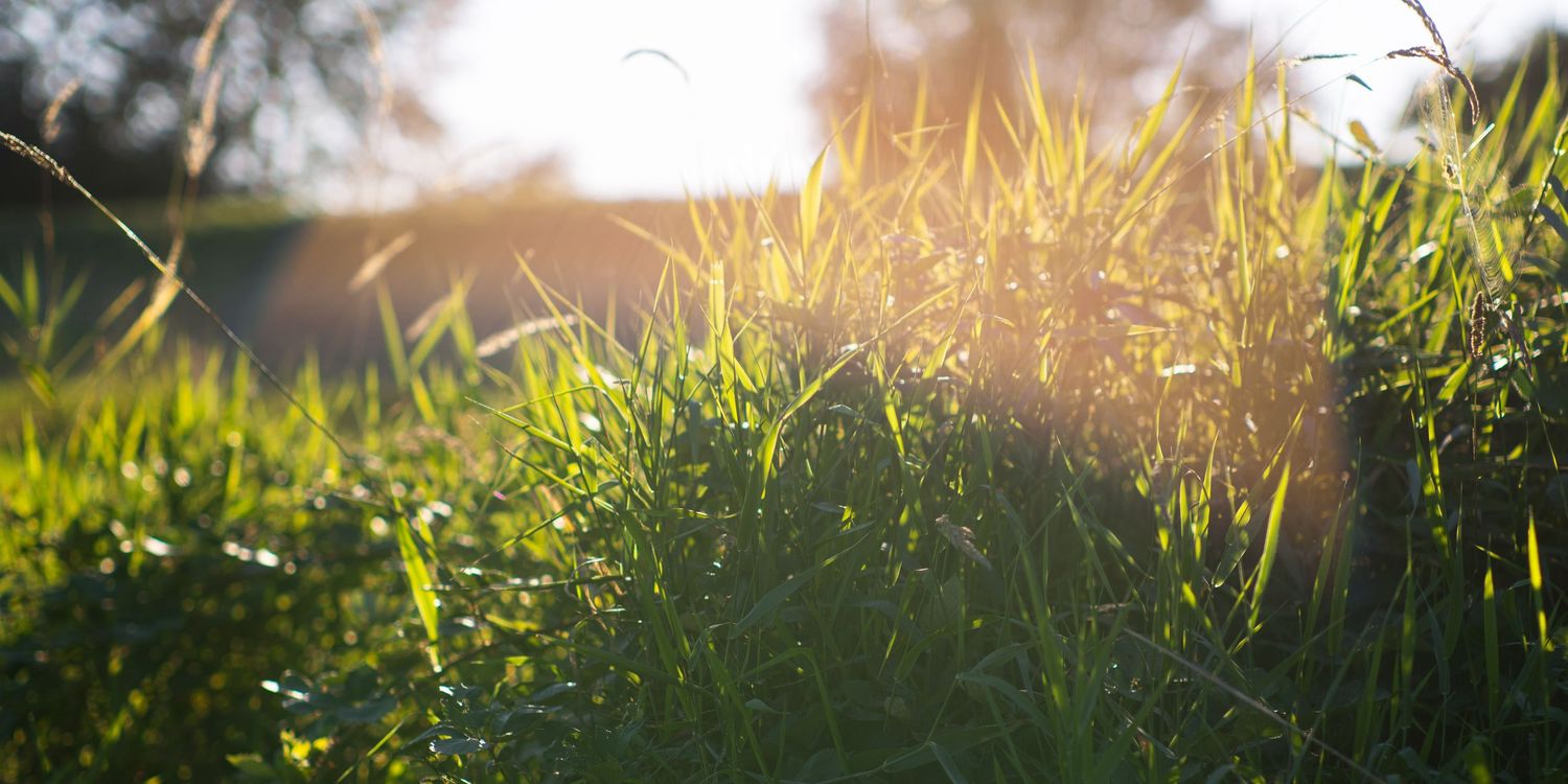 Vibrant green grass blades glowing in warm golden sunlight during a sunny afternoon outdoors.