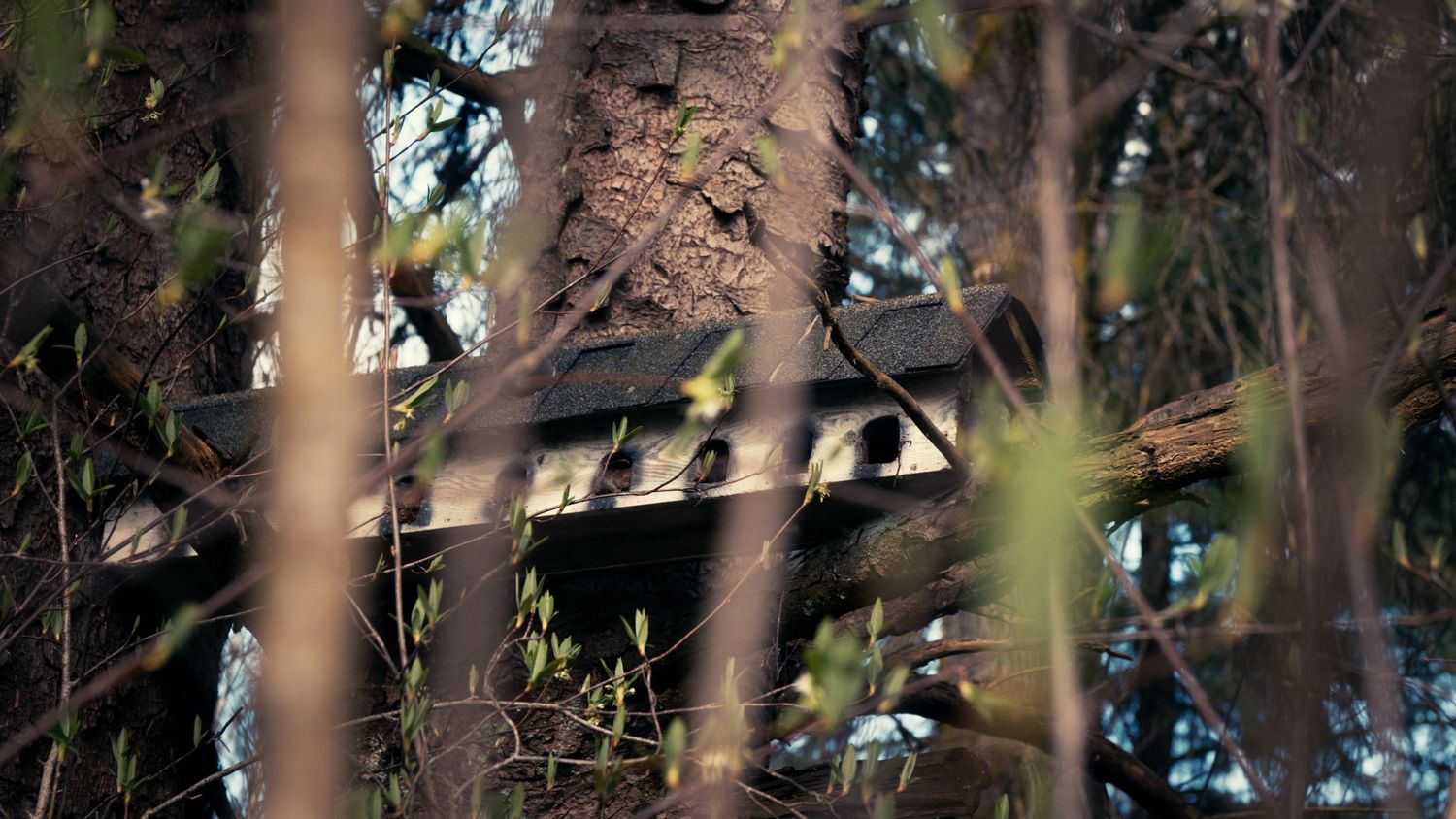 Rustic wooden structure peeking through dense tree branches in a forest.