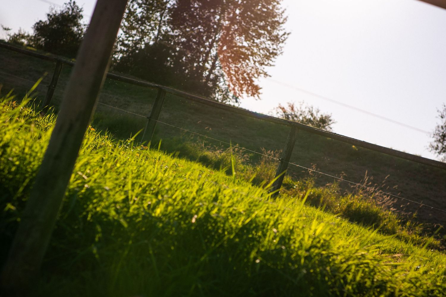 Low-angle view of bright green grass growing beside a wooden fence in warm evening sunlight.