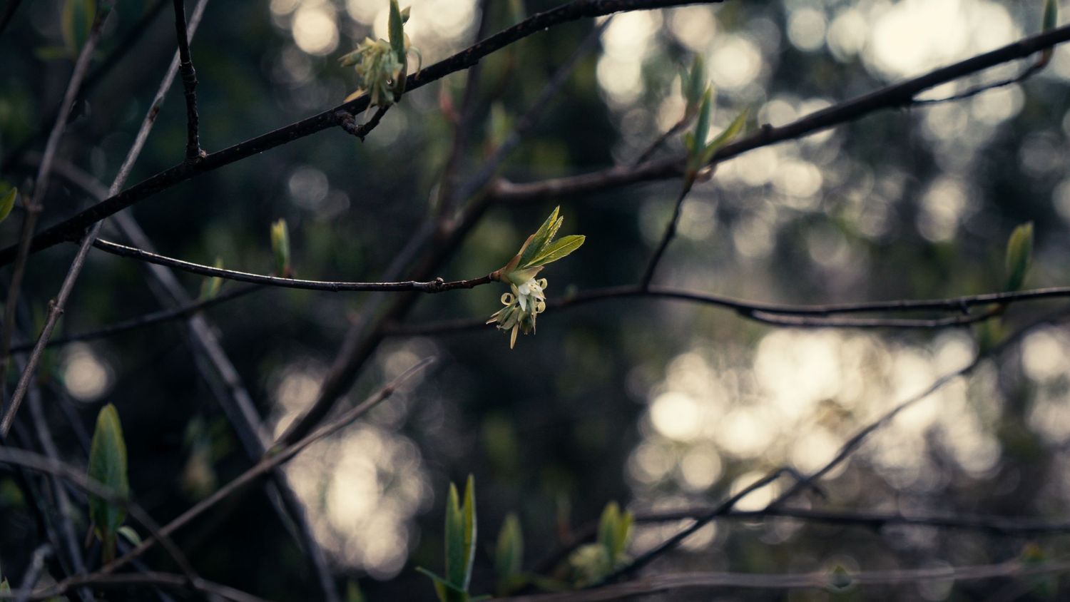 Tiny green buds emerging on bare branches in early spring forest.
