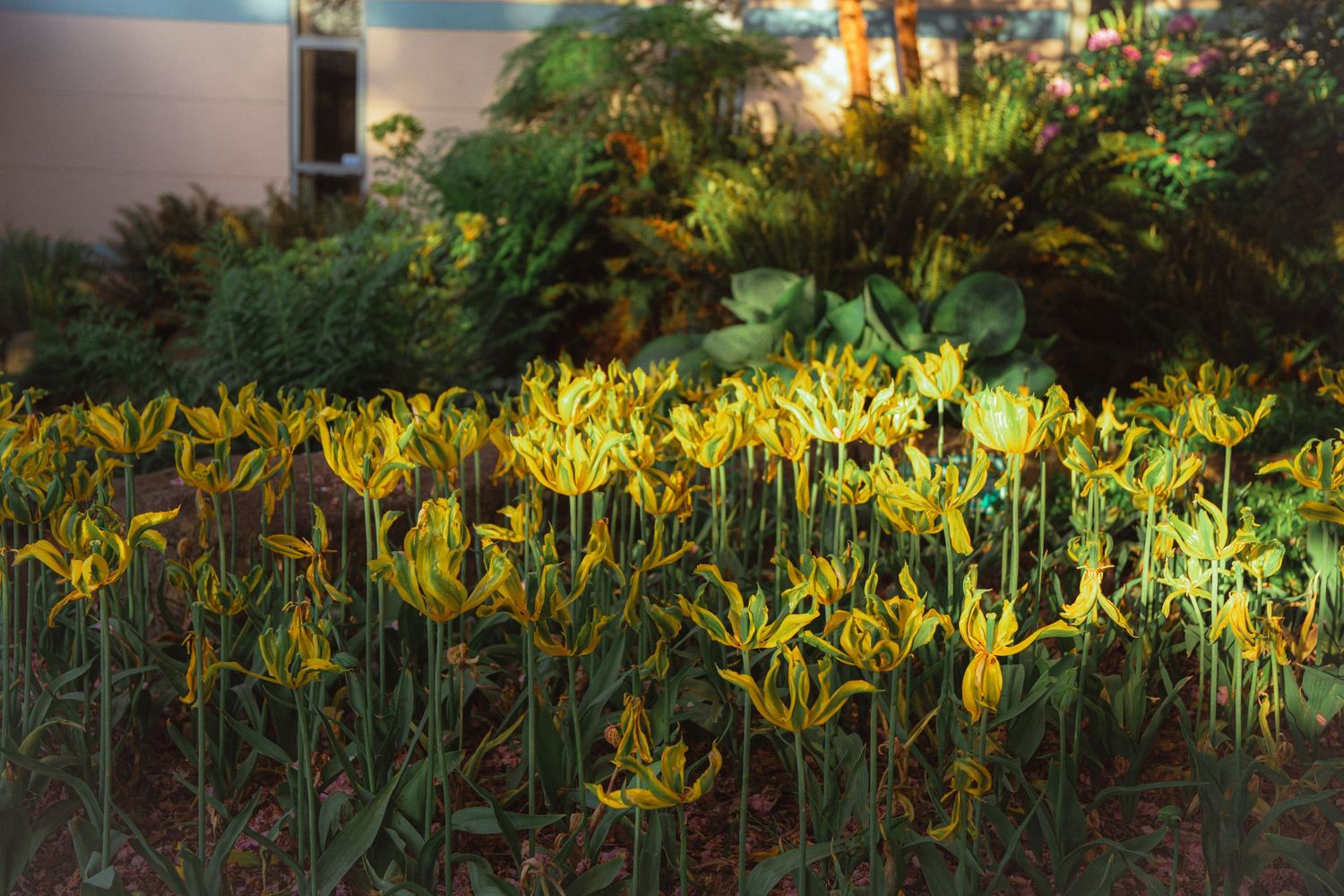 Vibrant yellow tulips blooming in a garden bed with lush green foliage and building behind.