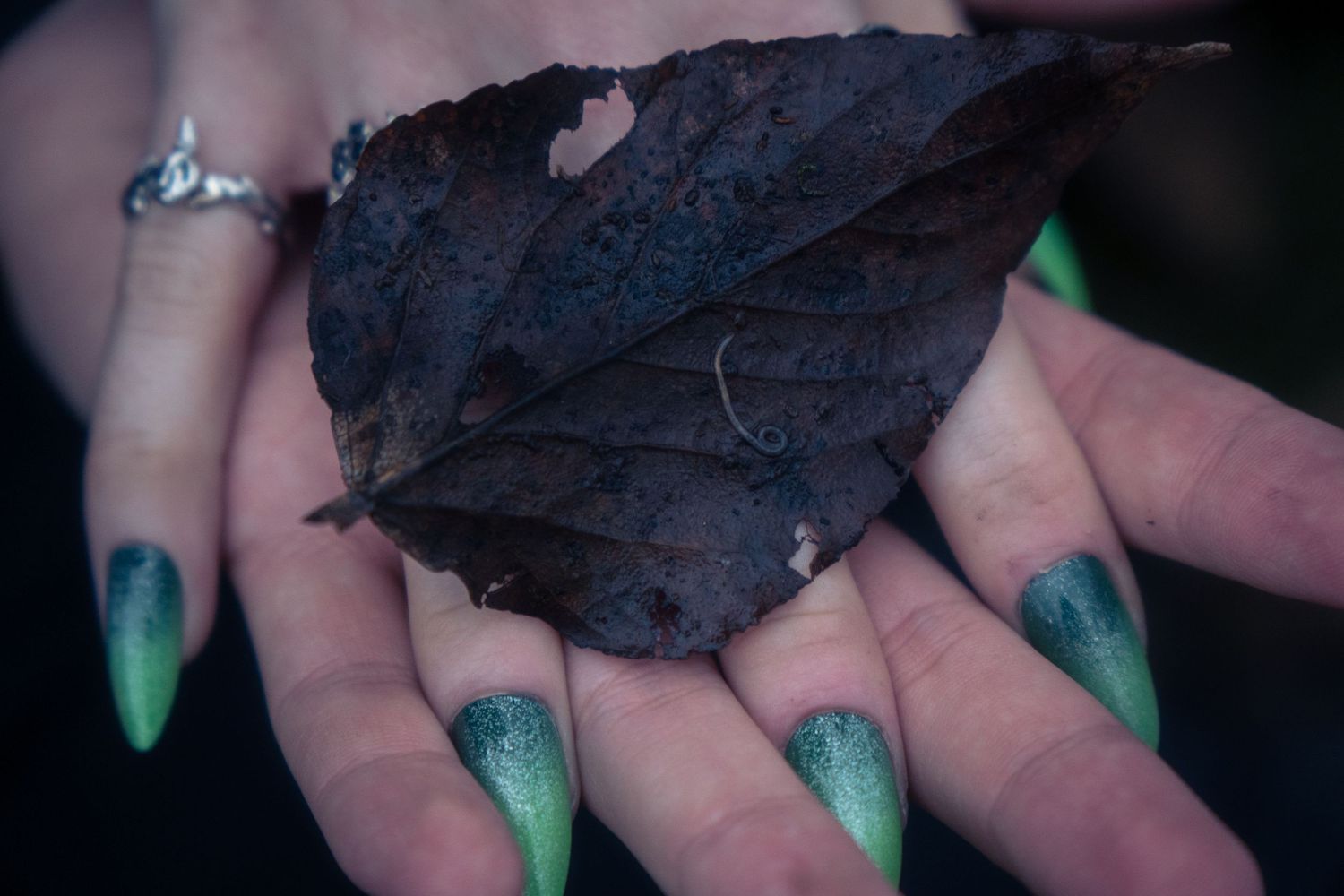 Hand with green ombre stiletto nails holding a dark dried autumn leaf.