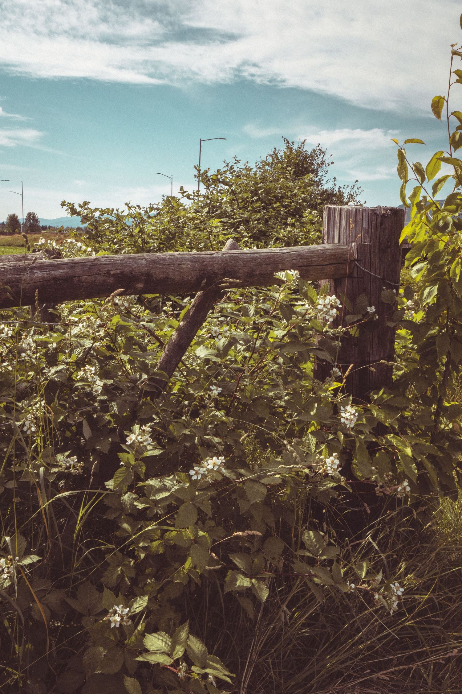 Overgrown wooden fence post covered in flowering vines and green shrubs in a rural countryside setting.