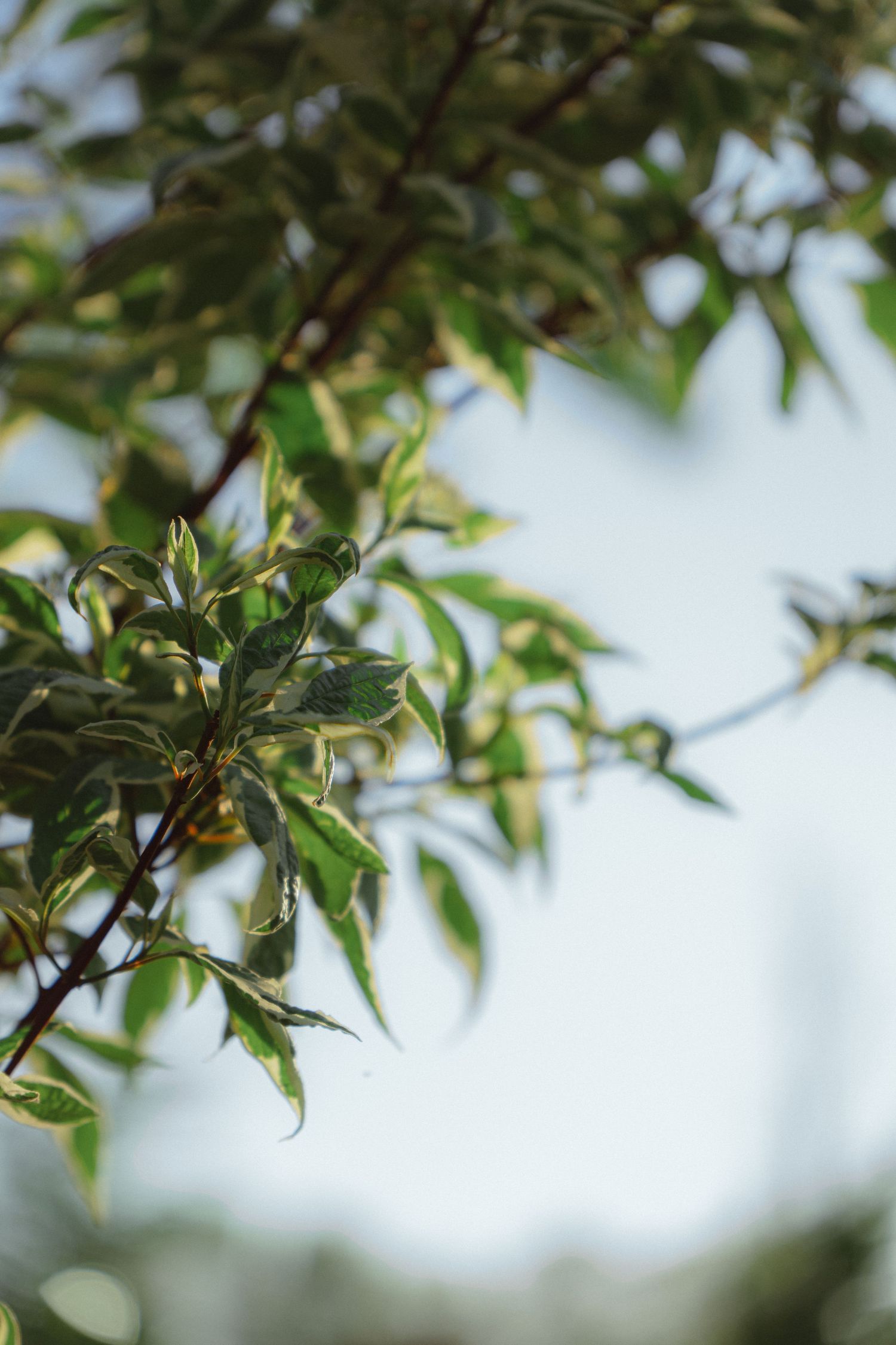 Close-up of green and yellow variegated leaves on tree branches against a pale sky.