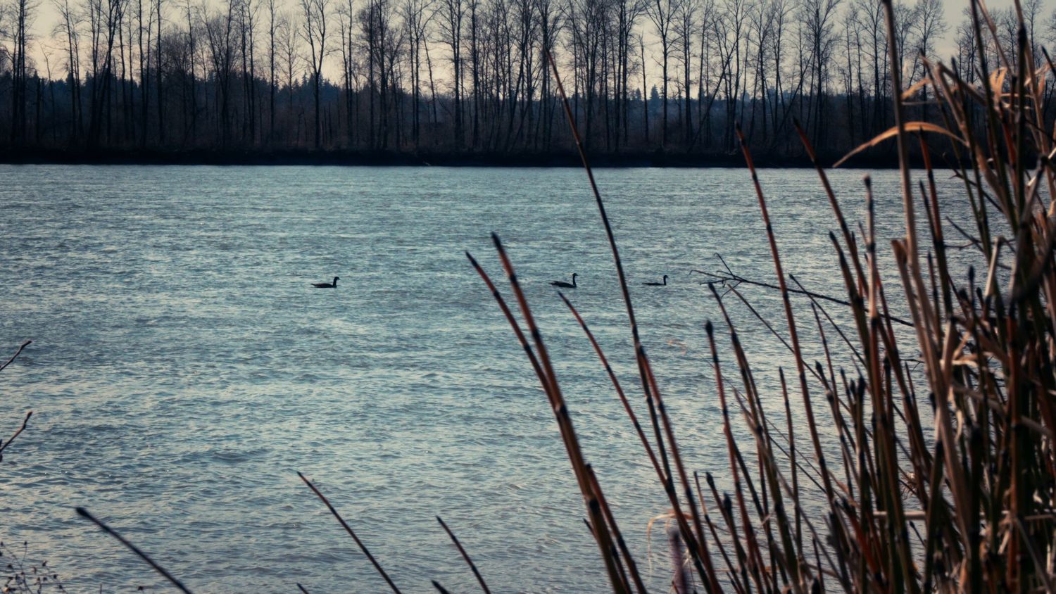 Ducks swimming on a calm blue lake with bare trees in background.