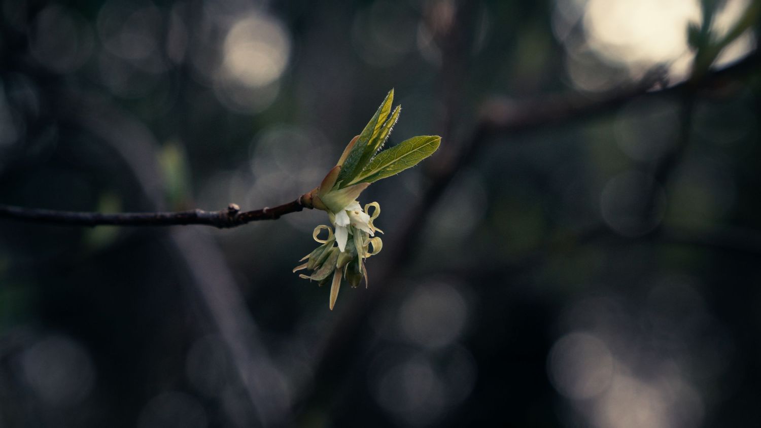 Close-up of a budding spring flower on a bare branch with bokeh background.
