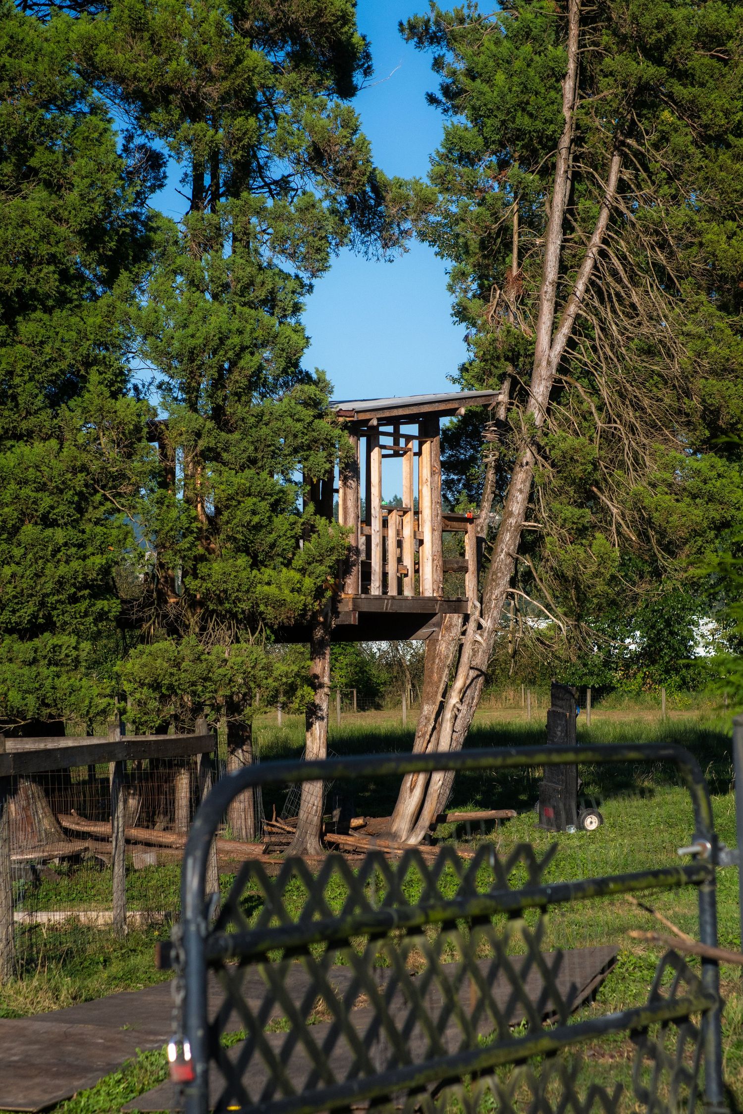Rustic wooden treehouse tower surrounded by tall pine trees in a sunny park with blue sky.