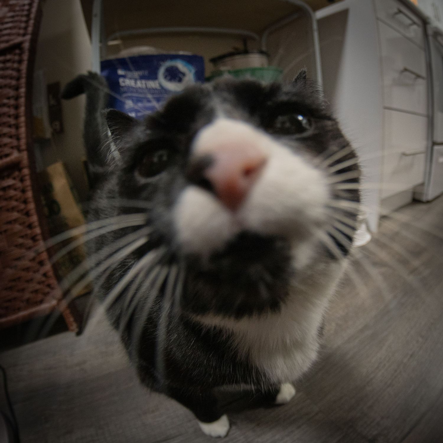 A black and white tuxedo cat looks up into a fisheye lens camera indoors.