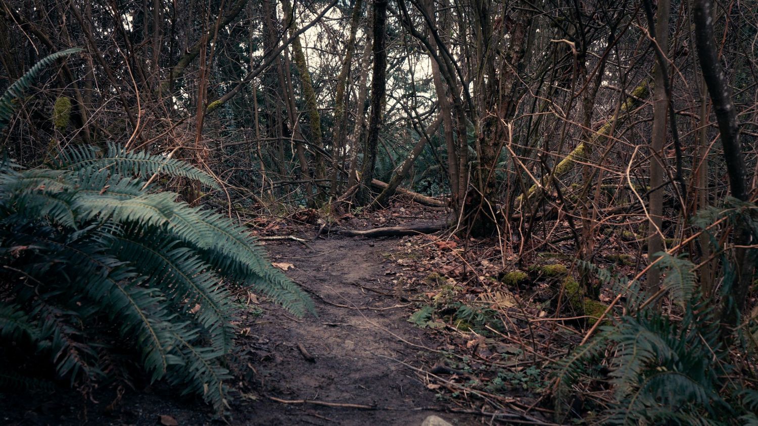 Dark moody forest path surrounded by ferns, moss-covered rocks, and bare trees in dim natural light.