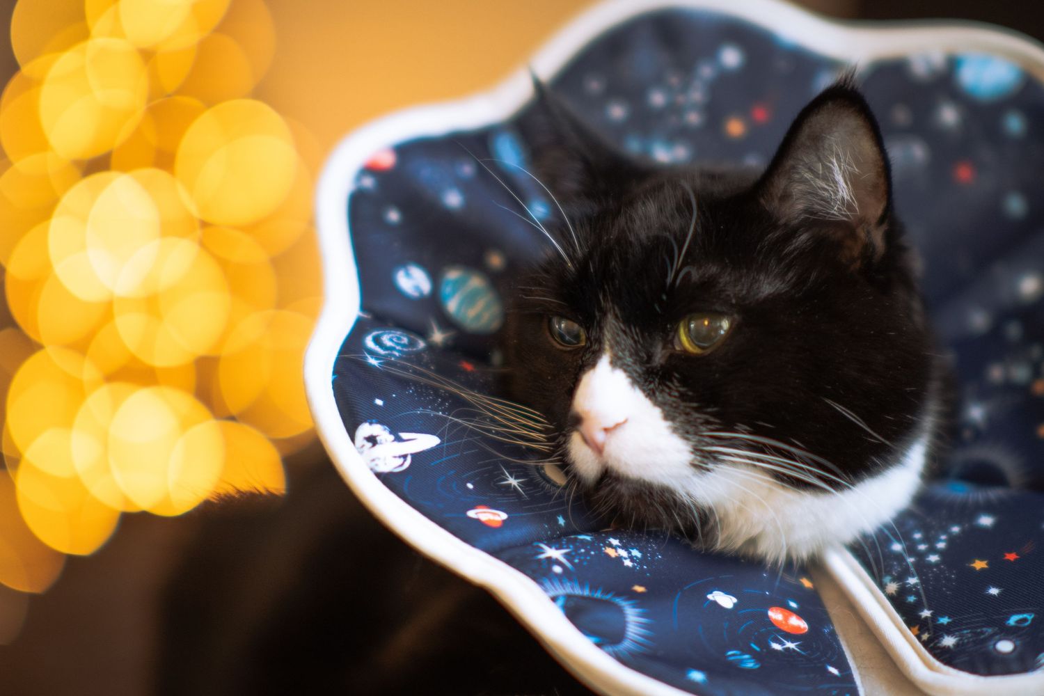 A tuxedo cat wearing a space-themed medical cone collar with golden bokeh lights in the background.